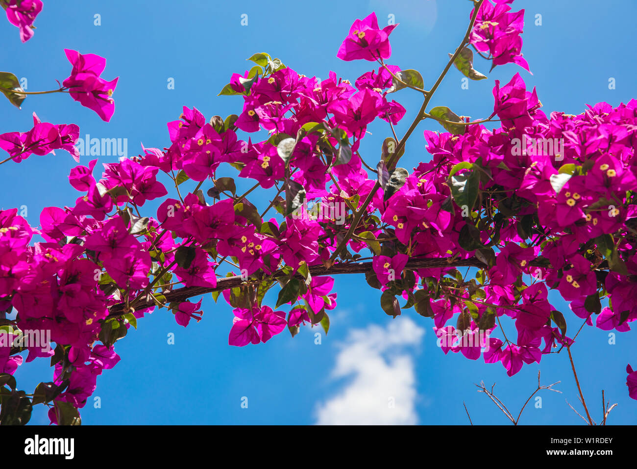 Schöne rote oder rosafarbene Bougainvillea Blumen, Pflanzen und Garten in Bodrum Stadt der Türkei. Blick auf den wunderschönen Garten im Sommer in der Stadt Bodrum. Stockfoto