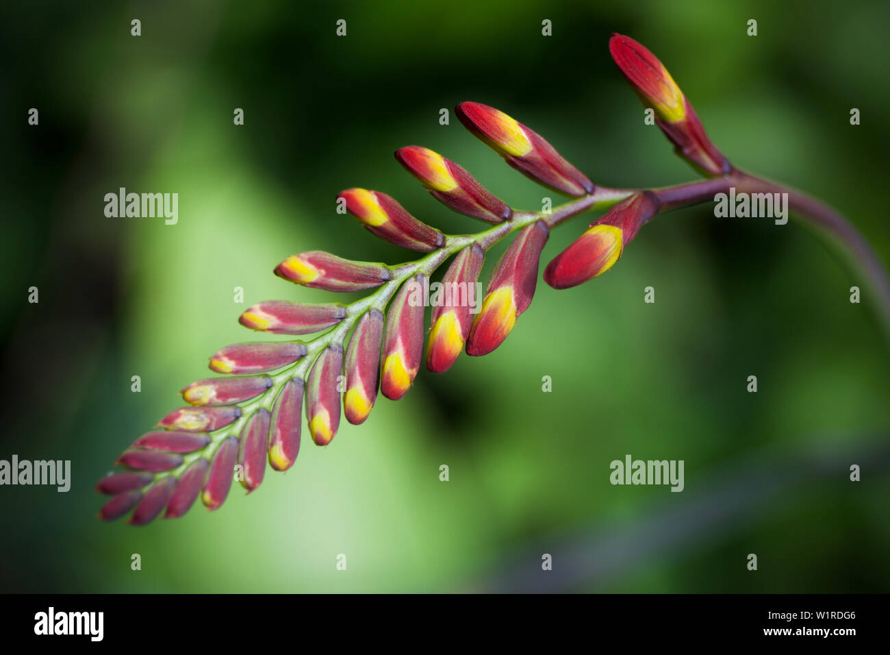 Crocosmia lucifer aus nächster Nähe Stockfoto