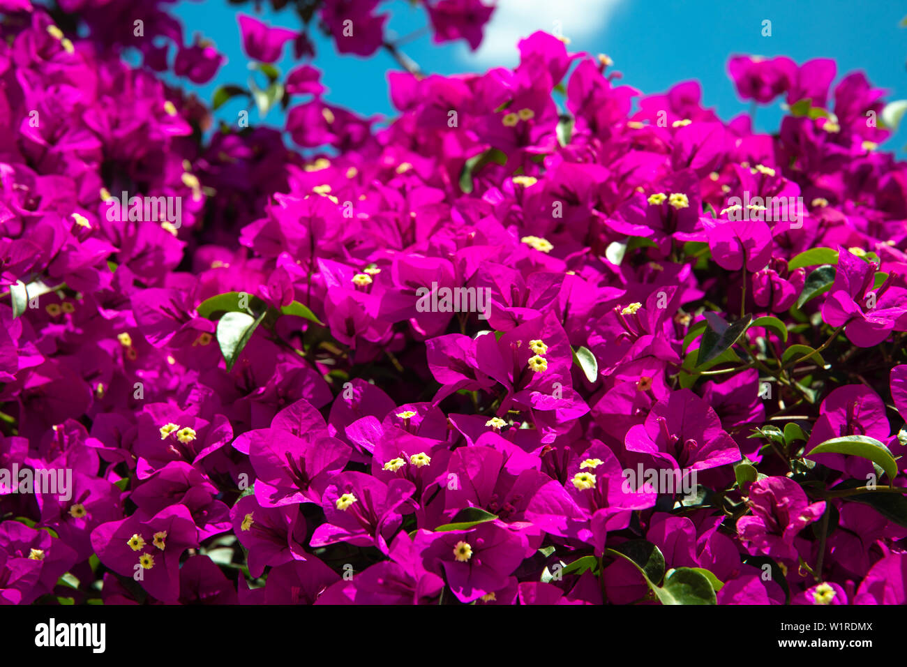 Schöne rote oder rosafarbene Bougainvillea Blumen, Pflanzen und Garten in Bodrum Stadt der Türkei. Blick auf den wunderschönen Garten im Sommer in der Stadt Bodrum. Stockfoto