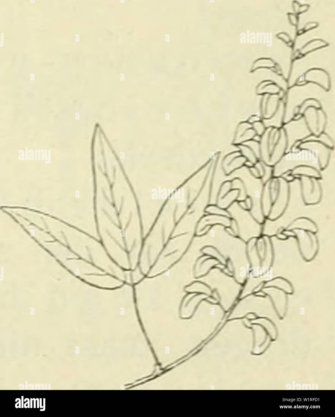 Archiv Bild von Seite 58 der De flora van Nederland (1909-11). De flora van Nederland defloravannederl 01 heuk Jahr: 1909-11. - Tonqetje Abb. 78. Abb. 79. (Abb. 78). Tongetje, ein. Graminae (Abb. uitsteeksel van den Nagel van een bloemkroonblad, Daar waar deze in de plaat overgaat. Tongvormig. Vlak en Rasse als Tong een. T o p b1 a a d j e. Het bovenste blaadje bij een oneven gevind blad. Trechtervormig. Een ver-groeidbladig bloembekleedsel, dat, naar Boven geleidelijk wijder wordt. Trompetvormig. Een vergroeidbladig bloembekleedsel, met een lange Buis en een vlakken uitgespreiden, Zoom. Tros. Stockfoto