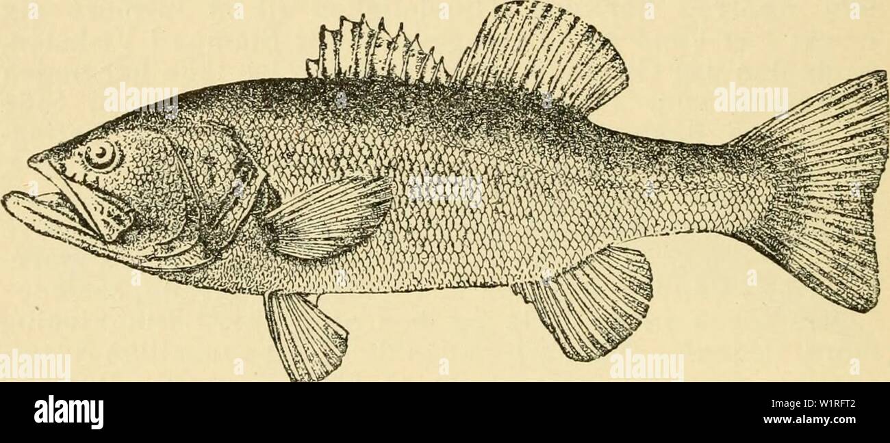 Archiv Bild von Seite 59 der Danmarks Fauna; illustrerede haandbøger über. Danmarks Fauna; illustrerede haandbøger über den Danske dyreverden.. danmarksfaunaill 11 dans Jahr: 1912 54 tre Pigstraaler. Forgaellelaaget glatrandet. Delvis Hovedet skaelklaedt, Uden store Slimgruber. Af denne amerikanske Slaegt er et Par Arter indførte bis Europa, og den ene af Disse äh ogsaa bleven udsat Ihr landet. 1. Ørredaborre (Micropterus salmoides Lacépéde). (Grystes salmoides). Er meget Stor munden. Overkaebebenet straekker sig hos den voksne laengere tilbage Ende Øjets Bagkant. Skael-Abb. 23. Ørredaborre. (Eft Stockfoto