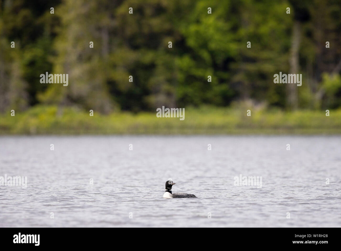 MAYNOOTH, ONTARIO, Kanada - 01. Juli 2019: Eine gemeinsame Eistaucher (Gavia Immer), Teil der Familie Gaviidae schwimmt in einem See in Ontario. (Ryan Carter) Stockfoto