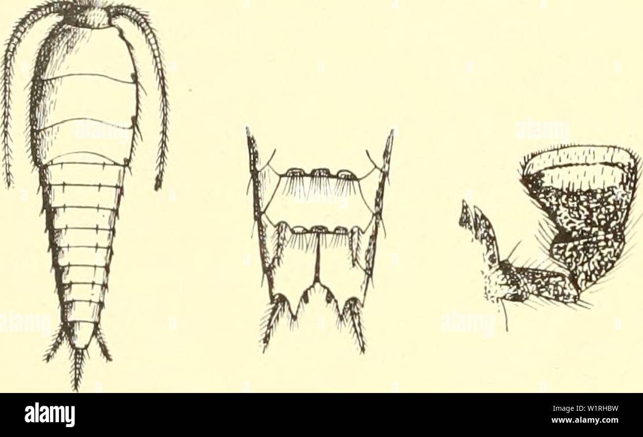 Archiv Bild von Seite 63 Das System der lepismatiden (1904). Das System der lepismatiden dassystemderlepi 00 esch Jahr: 1904 - 50 [903. 2. Gruppe: Oligothrichi. 3. L. braunsi Eschich. (Abb. 7 a-c) L. Braunsi, Escherich in: Zoolog. Anz. v. 26 s. 364 w. Grundfarbe weißlich mit Ausnahme des Kopfes, der Oberseite des Thorax und des Abdomen, der Schnupperkurs und Schenkel, welche ganz oder stellenweise dunkel-violett pigmentiert sind. Sterben beschuppte Ober-und Unterseite schwarz mit metallischem Schimmer schwach. Fühler, Schienen und Tarsen, Stifte und Cerci meistens vollkommen weiß. - Ge- stalt gedrunge Stockfoto