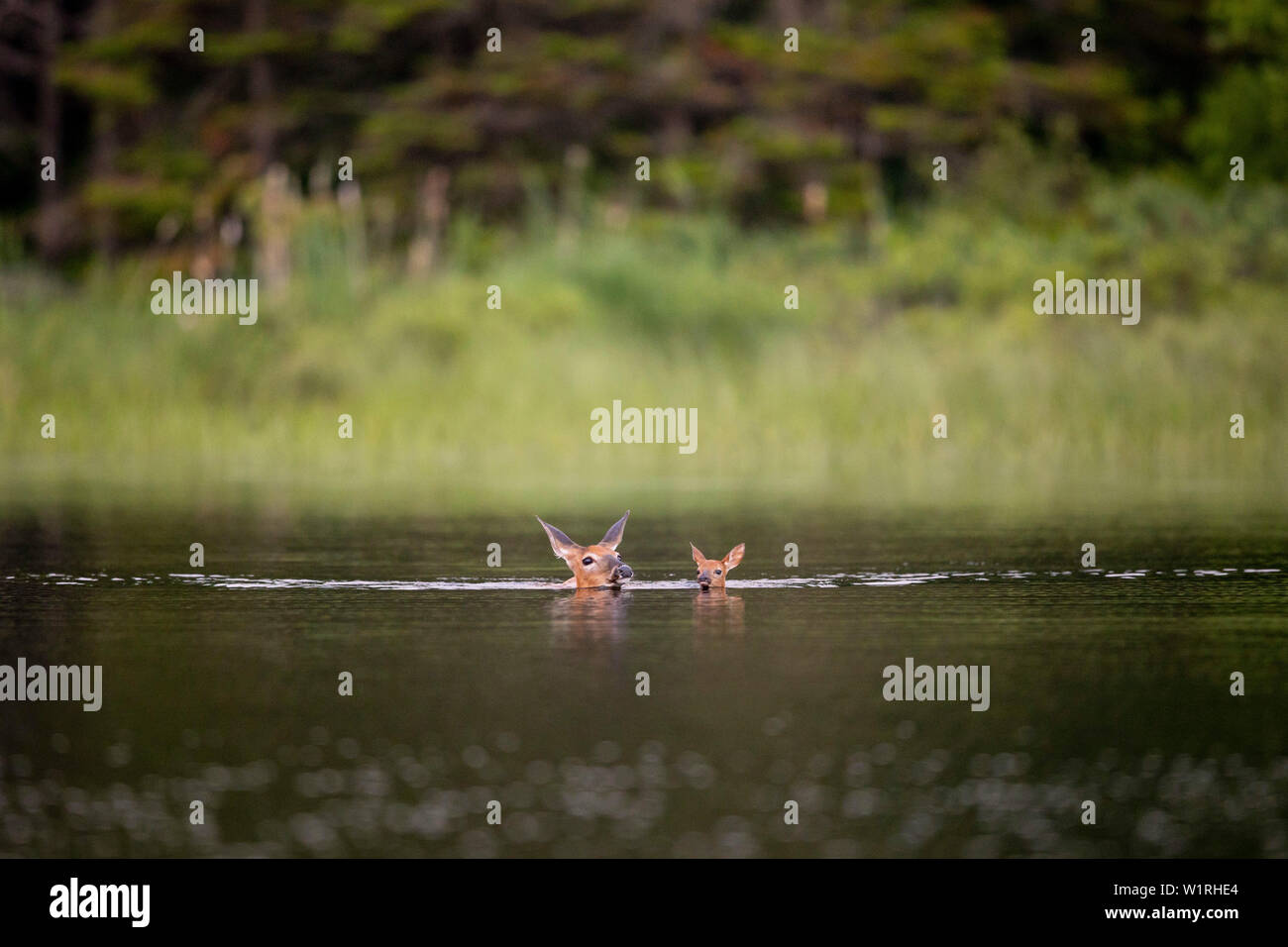 MAYNOOTH, ONTARIO, Kanada - 28. Juni 2019: EINE Damhirschkuh und fawn Weißwedelhirsche (Odocoileus Virginianus), Teil der Cervidae Familie Schwimmen in einem See. Stockfoto
