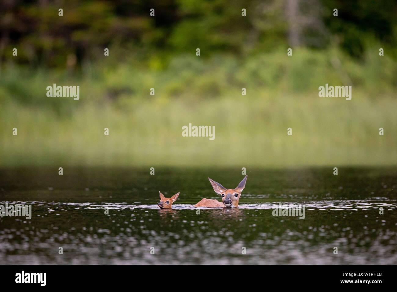 MAYNOOTH, ONTARIO, Kanada - 28. Juni 2019: EINE Damhirschkuh und fawn Weißwedelhirsche (Odocoileus Virginianus), Teil der Cervidae Familie Schwimmen in einem See. Stockfoto