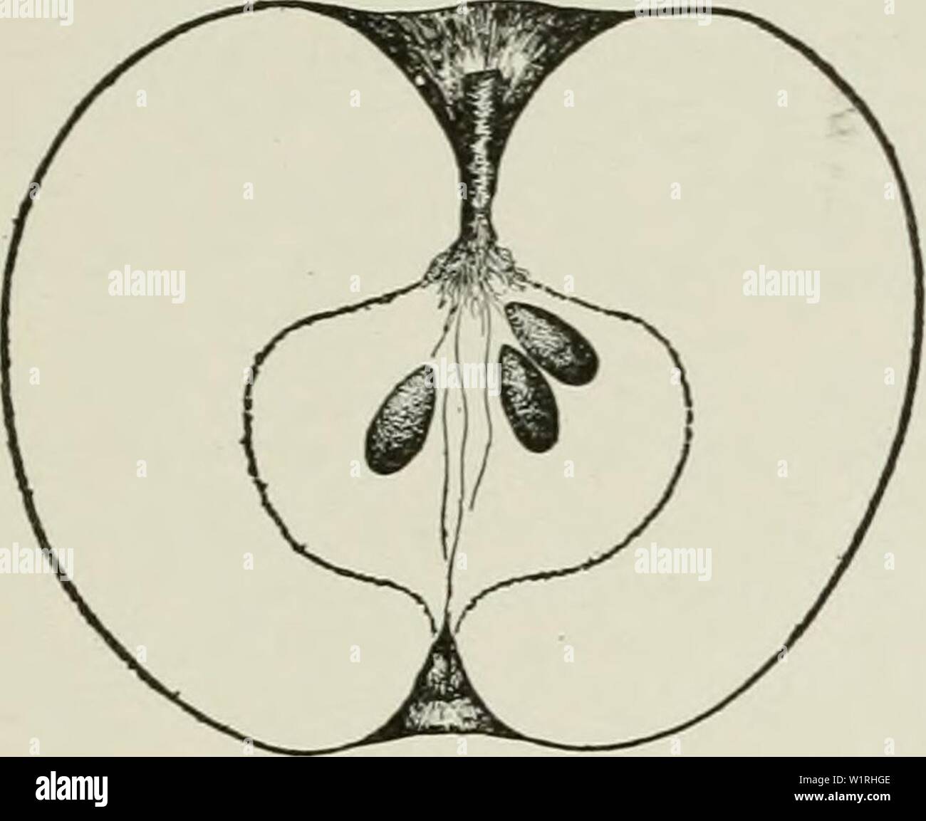 Archiv Bild von Seite 64 der Cyclopedia von Hardy Früchte (1922). Cyclopedia von Hardy Früchte cyclopediaofhar 00 hedr Jahr: 1922 McINTOSH MAIDEN BLUSH 43 McINTOSH. Abb. 33. Mcintosh Rot. Wenn man gezwungen wurden, um das Apple von Äpfeln zu wählen, da die Sorten der Saison vorbei, Choos-ing in Bezug auf die Qualitäten, die USA, befriedigen die größte Anzahl der Sinne gibt es nur wenige, in der Benennung Mcintosh Herrscher der ganzen Zögern. Die Früchte der Mcintosh sind einzigartig schön, äußerlich und innerlich, der Geschmack ist kaum zu übertreffen, und die gesamte Apple ist sehr angenehm parfümiert. Die hellen tief-roten Farbe ist Stockfoto