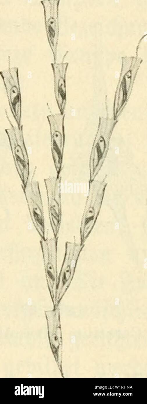 Archiv Bild von Seite 64 von Das süsswasser - Plankton; Einführung in sterben. Das süsswasser - Plankton; Einführung in die freischwebende organismenwelt unserer Teiche, Flüsse und seebecken dasssswasserpl 00 Zach Jahr: 1911 X.te etBetträger (fIageKaten) bcg lantton §. 55 jerlegen. SRan fpri (t Bann üauf einer ototifcen öeben § tt) etfe fotcer eitler. (Srenberg beäeidjnete bie® mobrt) en Al § "SBirbet ntoo § Stufe (i) en'unb rechnete fie bemgemög gu Ben nfuforien. ® ie Kolonien ber im tanfton t) orommenben 5 (Rten befien einen abitu bufdäntirfien § § unb befteen au § aufeinanber üeinen, ge, festen eäujen meiere eine b Stockfoto