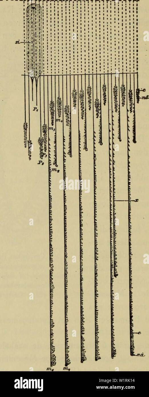 Archiv Bild von Seite 67 der Danmarks Fauna; illustrerede haandbøger über. Danmarks Fauna; illustrerede haandbøger über den Danske dyreverden.. danmarksfaunaill 51 dans Jahr: 1907 64 Abb. 30. Diagramm af Mesenterieanordningen hos Pachycerianthus Mesenterierne multiplicatus; er i Svaelgrørsregioneme angivet ved punkterede Svaelgrenden Linier, Si, Pi, PO3 1ste, 2 det og 3 sterben Protocneme, Mi, m2, MS, m4 af Metacnemer henholdsvis 1 ste, 2 Höhle, Sdie og 4 de Kreds, nd Naeldekirtelstriberegion, c Craspedonemer ich Fimrestriberegionen, x et overskydende, unormalt udviklet Mesen-terium. (Efter Carlgren). Stockfoto
