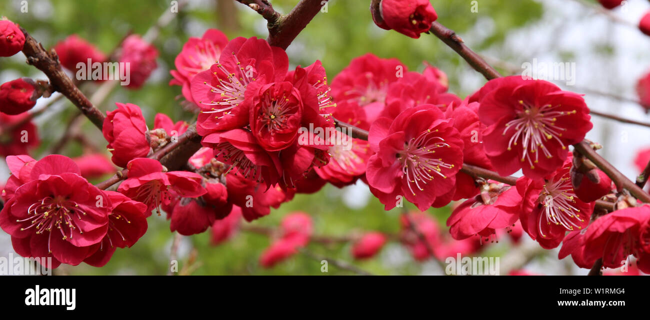 Dunkelrosa Apfelblüte (Malus Prairfire) Stockfoto