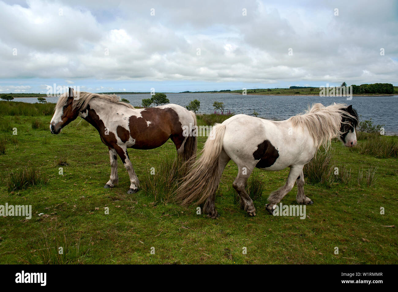 Wilden Ponys grasen unter den wilden Blumen von Bodmin Moor am Ufer des Colliford See in Cornwall, England. Stockfoto