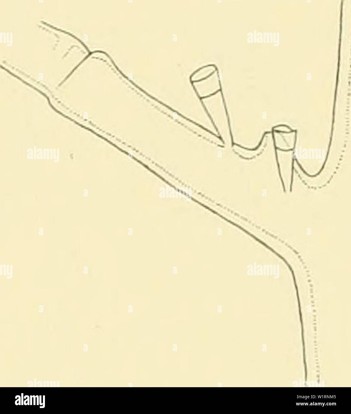 Archiv Bild von Seite 72 Der dänischen Ingolf-Expedition (1898). Die dänische Ingolf-Expedition danishingolfexpe 1517 dani Jahr: 1898 Abb. XXXII. Nemertesia ramosa juv. a. Junge Kolonie von "Ingolf" Str. 55 (nat-Größe), b. hydrocladial Internodium von derselben Kolonie (X80). c) von der gleichen apophyse Kolonie (X), d. Kolonie von "Ingolf" Str. 85 (Nat. Größe', e. Apo - 6 physe von der Kolonie aus St. 85 (X So). Eigenschaften von großem Interesse. Die distalen Teil ihrer Verzweigungen weist die gleiche Struktur wie Nemertesia antennina, innerhalb der homogenen peridermal chitinoussheath, coenosar Stockfoto