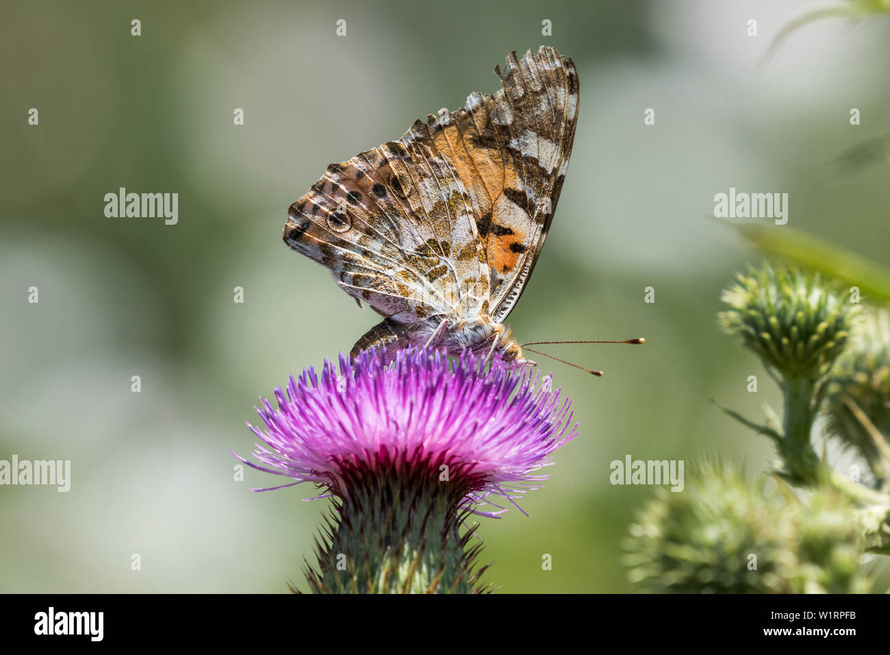 Distelfalter Schmetterling (Vanessa Cardui) Stockfoto