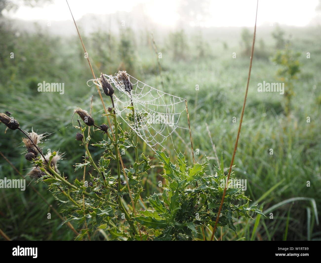 Eine gut definierte Spinnennetz an einem kalten Morgen. Stockfoto