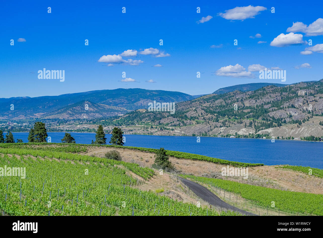 Weinberg am Skaha Lake, British Columbia, Kanada Stockfoto