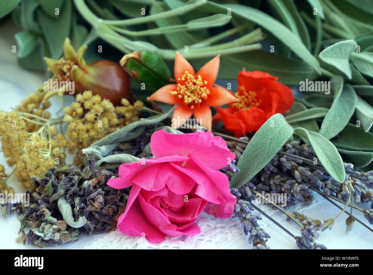 Frische Kräuter und Blumen aus dem Garten für Natur- und Biokosmetik oder Drogen. Stockfoto