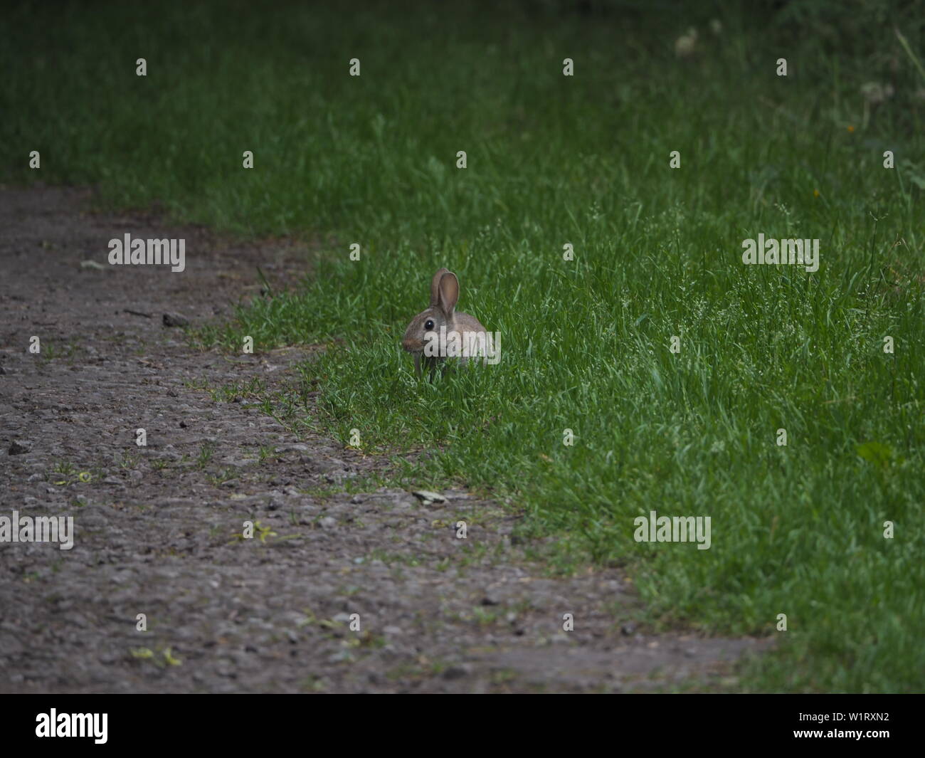 Eine junge Wilde Kaninchen am Rande eines Weges. Stockfoto