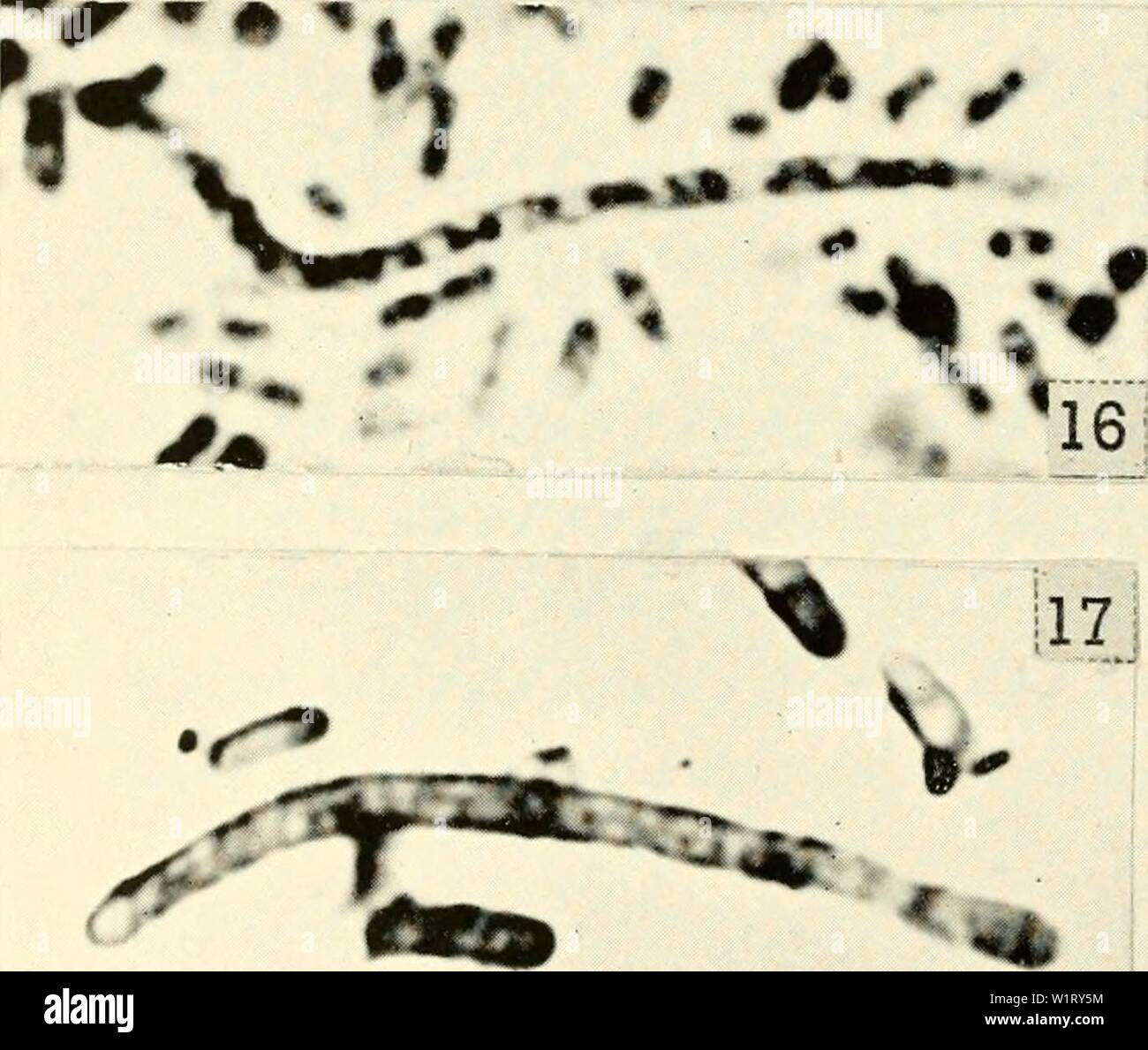 Archiv Bild von Seite 83 Der zytologie und Leben - Geschichte der. Die cytologie und Lebens-Geschichte von Bakterien cytologylifehist 00 biss-Jahr: 1955 // r4 8:? A.4 Wa 11 Abb. 29 Komplexe vegetative Vermehrung (] - R&gt;) Streptococcus faecalis, x3000; 16-11) Shigella flexneri. x3000. (I) große Zelle mit länglichen fu. sion Kern. (2-4) Entwicklung der Wendel. (5) Fragmentierung der Wendel. (6, 7) Trinucleate pre-fusion Zellen. (8, I&gt;) Fusion Atomkerne. (8) Vergleichen Sie die Fusion Zelle {Links) mit rlivif â mal Zelle (Ri'ht). (10, 11, 12) die Entwicklung von Fusion Kern. (13, 14, 15) Umverteilung von Stockfoto