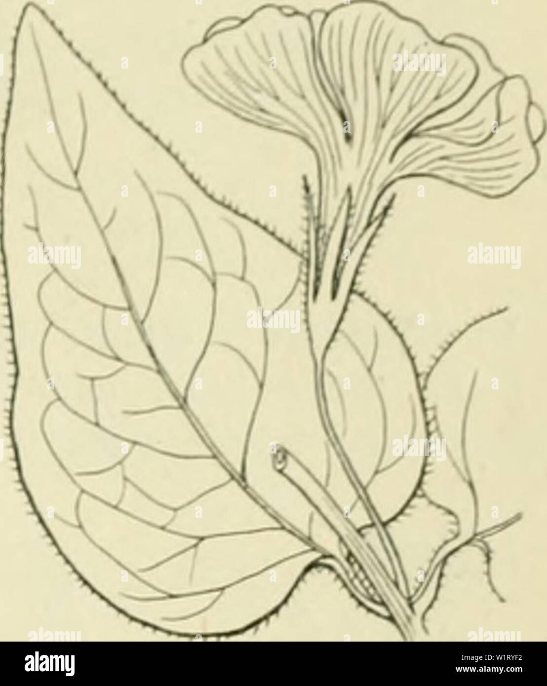 Archiv Bild von Seite 84 der De flora van Nederland (1909-11). De flora van Nederland defloravannederl 03 heuk Jahr: 1909-11. FAMILIH 88. - ASCLEPIADACEAE. - 65 Het insectenbczoek Dan ist uitgebleven, möchten bij kimstniatige bestuivin |: j vormen zij Zürich wel. De verspreiding der zaden heeft vooral plaats Tür mieren {Tdramoriiim caespitum), sterben ze naar hun Fei slepen. Vreten Zij een vleezigen knobbel, sterben aan Höhle Nabel zit, äh af en immer schnell abgeräumt und Dat ook vaak onderweg, om ze Dan te laten liggen. Voorkomen in Europa en in Nederland. De Anlage een echte Bosch-Pflanze, sterben in Midden- en Zuid-Europa voorkomt. Stockfoto