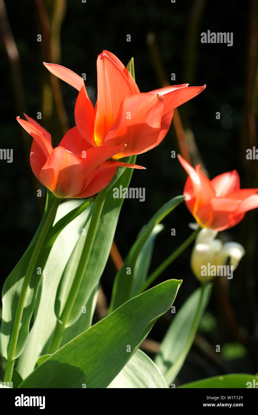 Rote Tulpen in voller Sonne Stockfoto