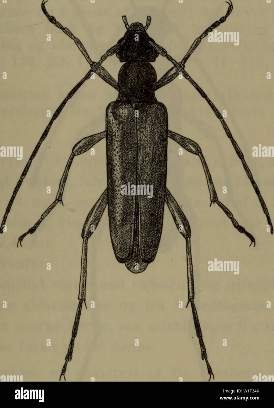 Archiv Bild von Seite 88 der Danmarks Fauna; illustrerede haandbøger über. Danmarks Fauna; illustrerede haandbøger über den Danske dyreverden.. danmarksfaunaill 73 dans Jahr: 1907 85 følehornene Sorte, roden ofte lysere. Pronotum lidt laengere Ende Bredt, Fint og tät punkteret. Vingedaekkerne kraftigere, punkterede lidet Tät. Laengde 6-9 mm. (J: Følehornene ca, lange så Som (Hos $ oftest lidt kortere Ende) kroppen. Vingedaekkerne lidt smallere, oftest svagt Bagud (Hos 9 ikke) tilsmalnede. Abb. 44. Grammoptera tabacicolor cJ. x 5. Almindelig (J, 0, B). På blomster, isaer ich Juni/Juli. Yngler ich eg og Stockfoto