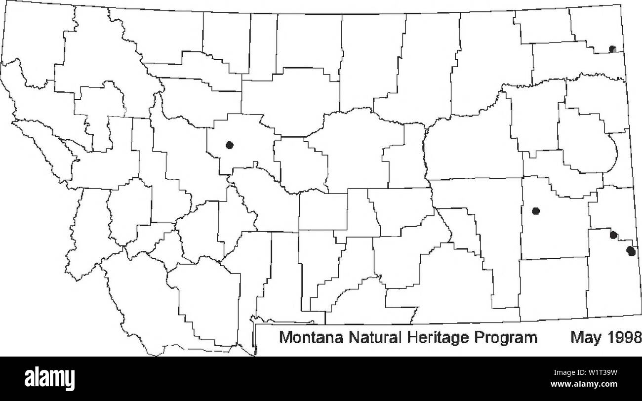 Archiv Bild von Seite 90 der Botanischen und Vegetation Übersicht von. Botanische und Vegetation Umfrage von Carter County, Montana, Büro für Landmanagement - verwaltet Grundstücke D4B7AF 30-6 FF 2-4017-ADC 9-7 C 50A 7256521 Jahr: 1998 Cyperus schweinitzii Torrey SCHWEINITZ FLATSEDGE Segge Familie (Cyperaceae) ERHALTUNGSZUSTAND US-Fisch und Wildlife Service: Keine. Büro des Land-Managements: Ansehen. Montana natürlichen Erbes Programm: G5 S1; nachweislich sichere weltweit, aber möglicherweise kritisch in Montana, wo es extrem selten gefährdet werden. Beschreibung: Schweinitz flatsedge ist ein Gras - wie Staude mit Stängel, Stockfoto