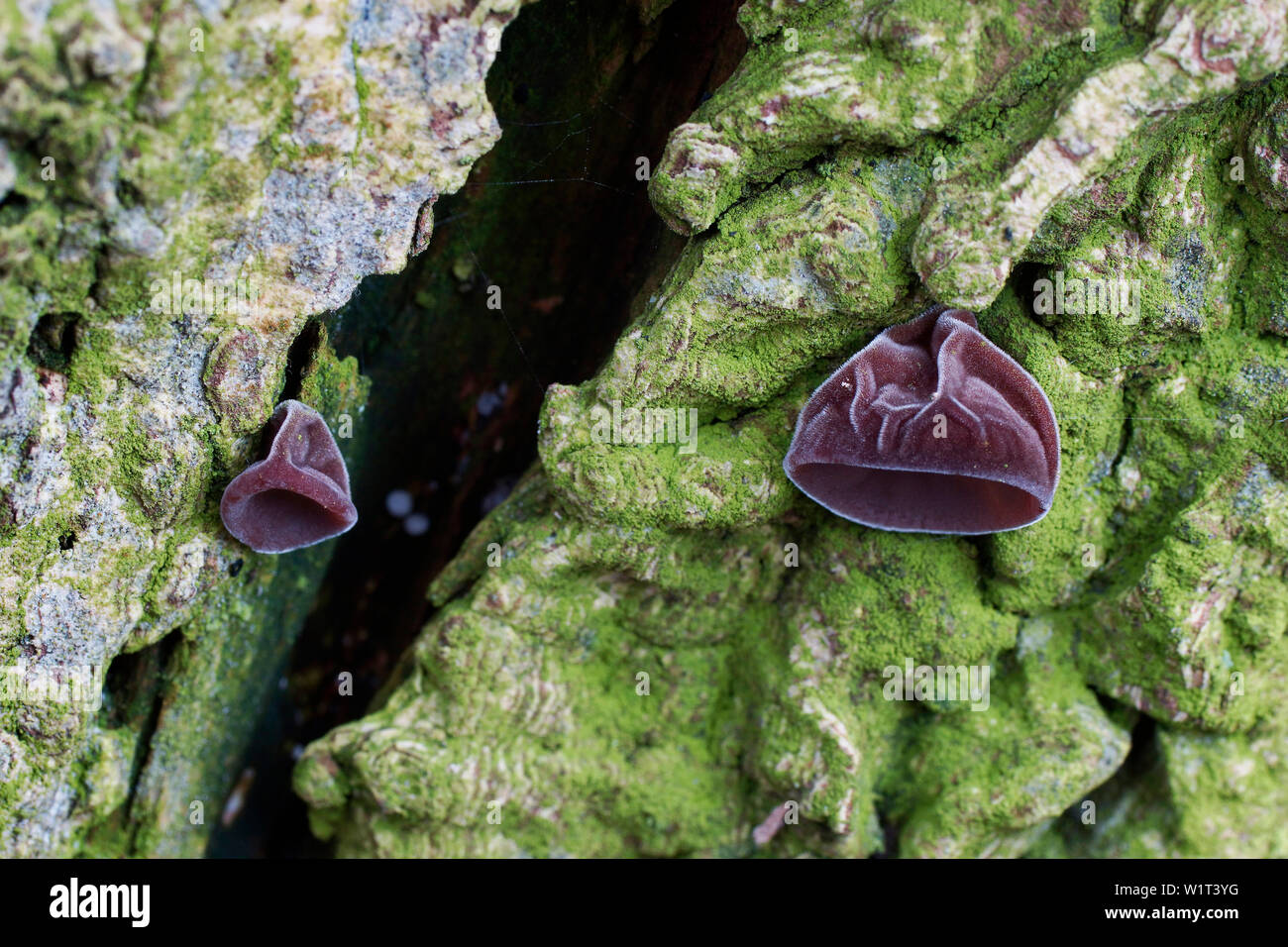 Baumpilze/Judasohr Stockfoto