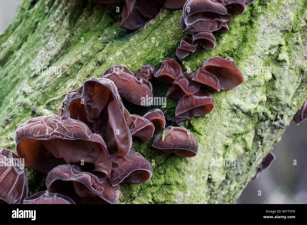 Baumpilze/Judasohr Stockfoto