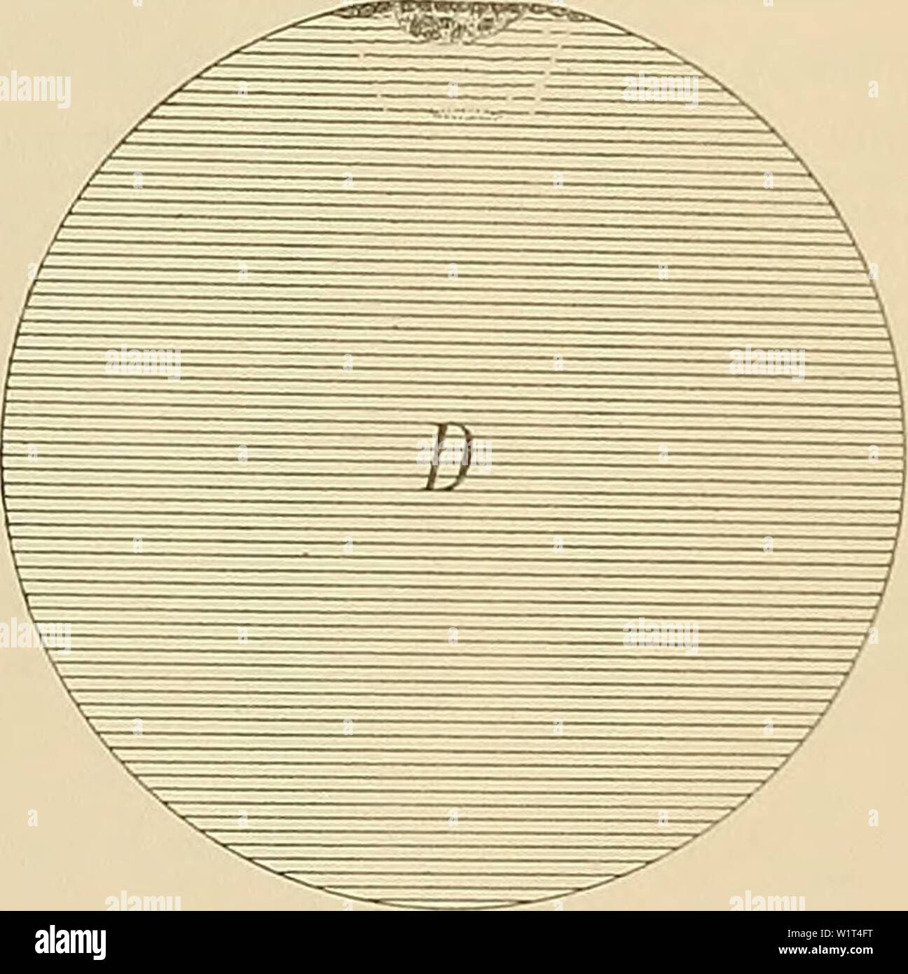 Archiv Bild von Seite 91 der Denkschriften der Medicinisch-Naturwissenschaftlichen Gesellschaft zu. Denkschriften der Medicinisch-Naturwissenschaftlichen Gesellschaft zu Jena denkschriftender 05 medi Jahr: 1879 70 Zur Entwicklungsgeschichte der Monotremen. 70 Vivipare SÃ¤uget Liiere. Blastulastadium. lieh, wenn wir dieselbe aus dem uebergangsstadium der Morula zur blastula der Monotremen (Vgl. sterben Text-Figur) durch Schwund des Dotters entstanden denken. Die GrÃ¶sse der Eikugel bei den Monotremen bedingt es, dass aus der Morula eine einschichtige Blastula wird. Bei der ungemein geringen GrÃ¶ss Stockfoto