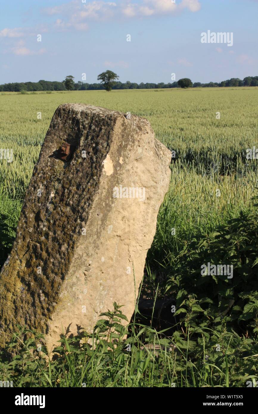 Grünes Weizenfeld mit blauem Himmel und Wolken auf Sommertag mit steinernen Tor nach North Yorkshire, Großbritannien, Großbritannien Stockfoto