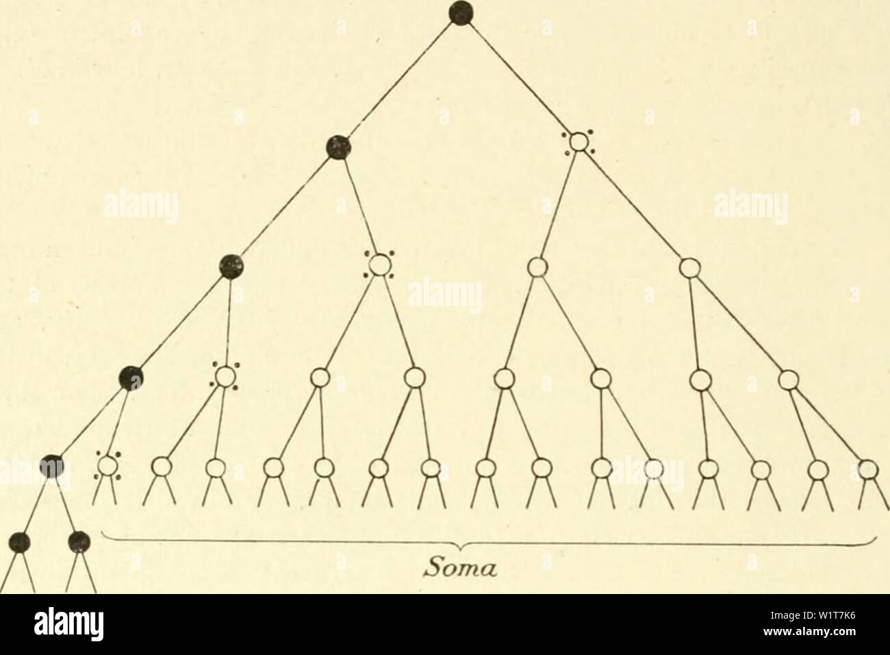 Archiv Bild von Seite 97 der Zytologie, mit besonderem Bezug auf. Zytologie, mit besonderem Bezug auf die metazoan Kern cytologywithspec 00 agaruoft Jahr: 1920 82 ZYTOLOGIE heraus geworfen und dem nahen Stücke brechen, wie in. megalocephala, mit der Ausnahme, dass nur zwei anstelle von etwa 30 kleine Chromosomen von jedem Original hergestellt werden. In vielen Tieren der Keim-Track ist aus dem ungeteilten Ei an gekennzeichnet durch Eigenschaften des Zytoplasmas anstelle des Kerns. Die Süßwasser-krebstiere Cyclops liefert ein Beispiel. Der Keim-Track in diesem Tier wurde zuerst durch Hacker in C gearbeitet Stockfoto