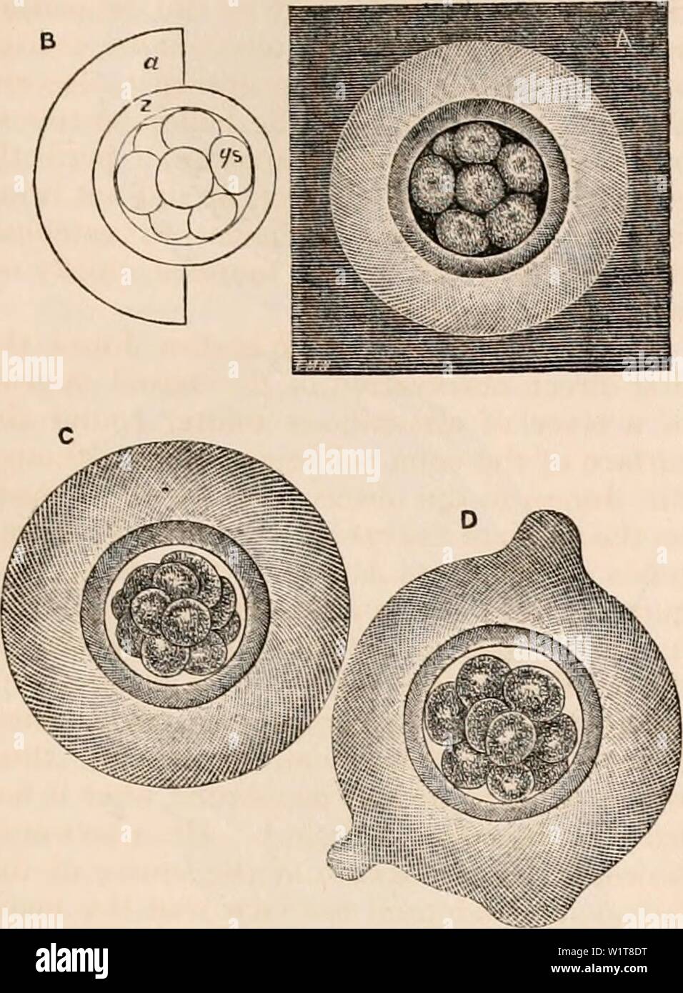 Archiv Bild von Seite 98 Der cyclopaedia von Anatomie und. Die cyclopaedia von Anatomie und Physiologie cyclopdiaofana 05 Todd Jahr: 1859 OVUM. Anzeigen, die er vorher genommen hatten, dass die Zona wird Chorion, oder zumindest, dass eine neue Einzahlung ist nicht in allen Mammalia notwendig für die Bildung der Membran. Abb. 57. [85] Abb. 58. Die Eizellen des Hasen aus dem Eileiter drei Tage nach der Imprägnierung. A, zeigt auf eine dunkle Masse eine dieser Eizellen, • die B ist eine erläuternde Umrisse, y, s, das Eigelb, Segmente, von denen es waren acht; z, der Zona; ein, die dicke Schicht von Eiweiß, die in Stockfoto