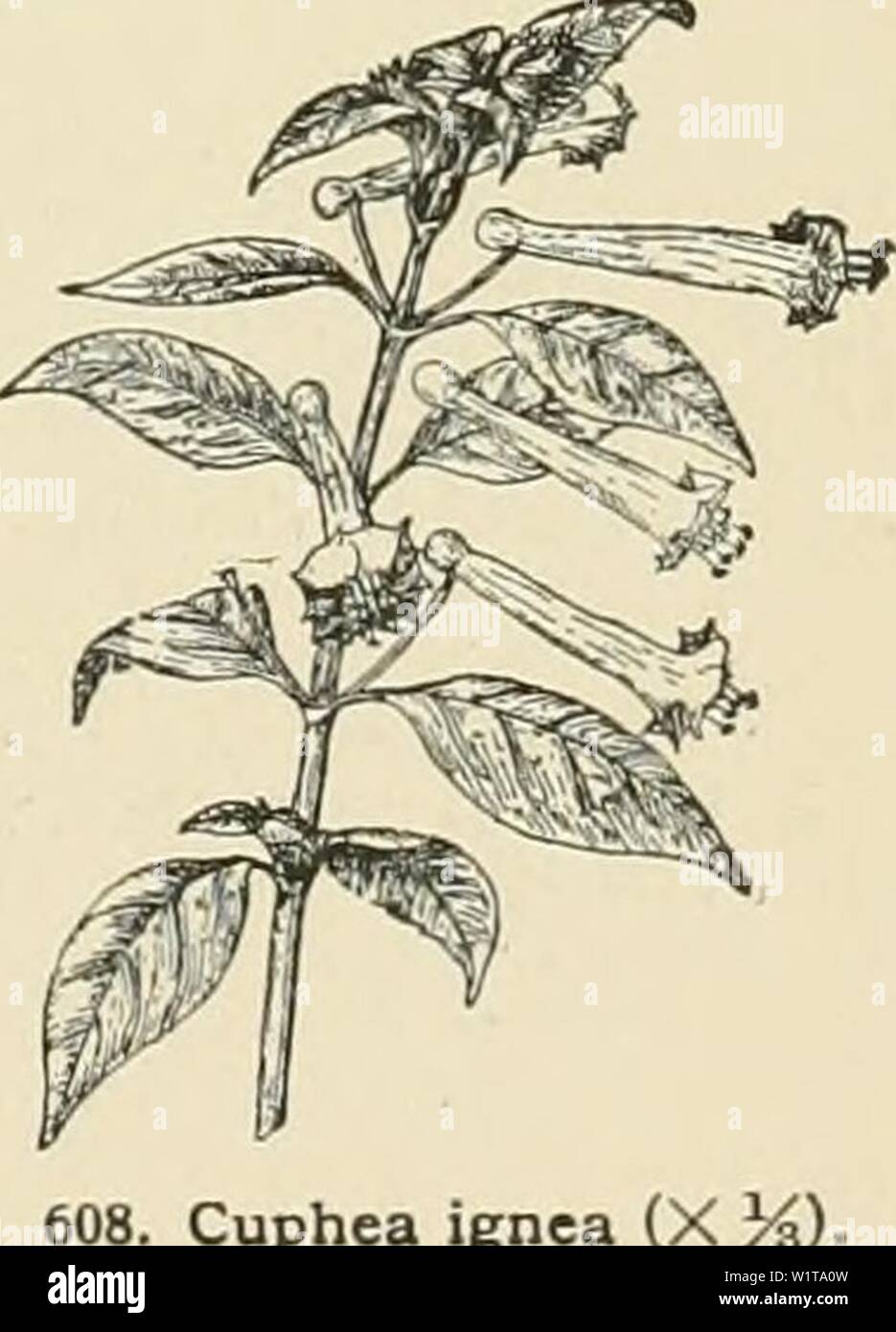 Archiv Bild ab Seite 456 der Cyclopedia der amerikanischen Gartenbau, bestehend aus. Cyclopedia der amerikanischen Gartenbau, bestehend aus Anregungen für den Anbau von Gartenpflanzen, Beschreibungen der Arten von Obst, Gemüse, Blumen und Zierpflanzen in den Vereinigten Staaten und in Kanada verkauft, zusammen mit geographischen und Biographische Skizzen cyclopediaofam 01 Kaution Jahr: 1900 606. Cuphea hyssopifolia (XVn). blütenblätter Keine: staubblatt." 11 oder 12, kahl. Mes. F.S. 2: 180 (1846). Uhr 13:267 (1846). - Diese ist nur als C. de Candolle plafijcentra, obwohl der Fehler 1849 (F.S. korrigiert 5: Stockfoto