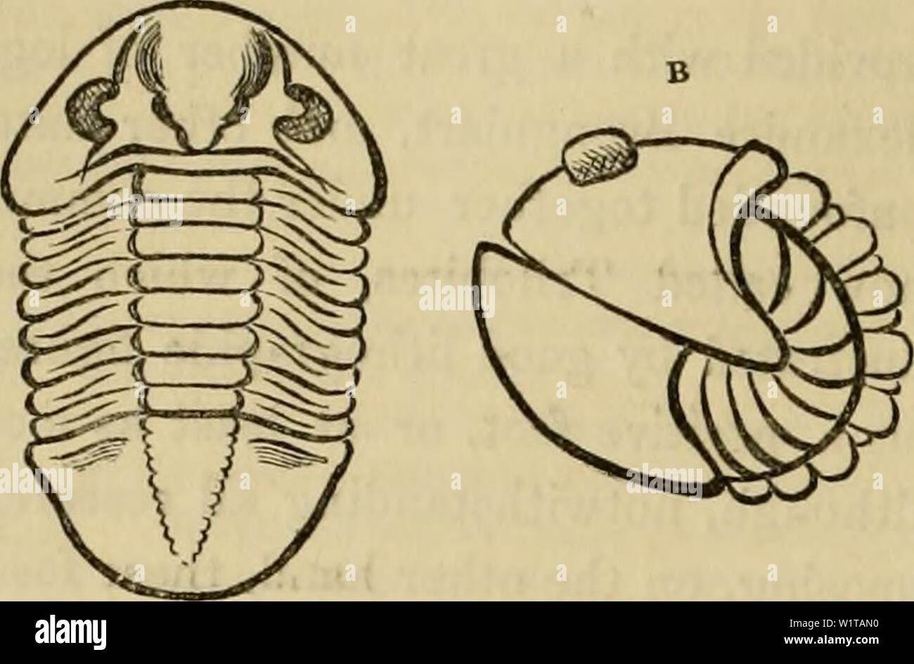 Archiv Bild von Seite 461 des Cuvier animal kingdom angeordnet. Der Cuvier animal kingdom: Entsprechend seiner Organisation cuviersanimalkin 00 cuvi Jahr: 1840 450 artikuliert Tiere angeordnet. In Asaphus, Brong., die okuläre Tuberkel scheinen zu einer Deckung aufweisen, oder sind detaillierte; der Schwanz-Stück ter-minating den Körper, ist weniger länglich als inCalymene, und fast halbrunde, oder in der Form eines kurzen Dreieck. In Ogygia, Brong., der Schirm ist länger als breit, mit dem hinteren Winkel in einer Leitkurve erzeugt. Die okuläre Promi-nences Ausstellung weder abdecken noch Körnungen. Der Körper ist El Stockfoto