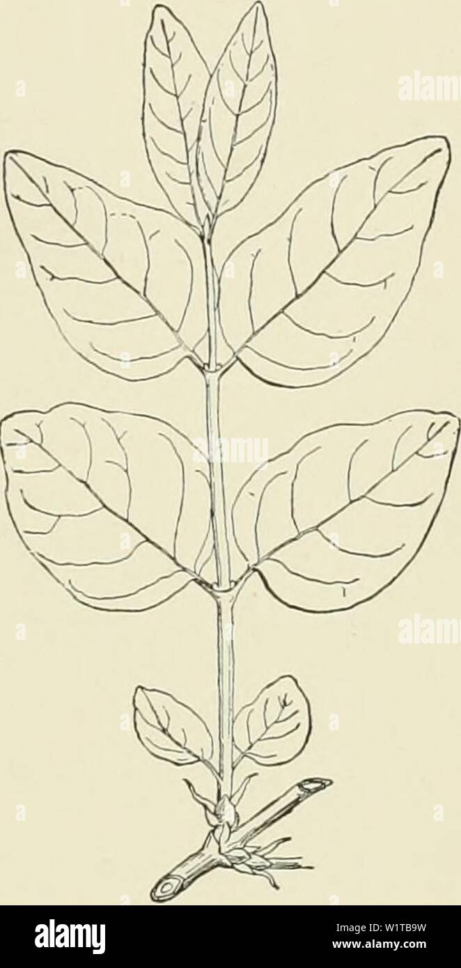 Archiv Bild ab Seite 464 der Cyclopedia der amerikanischen Gartenbau, bestehend aus. Cyclopedia der amerikanischen Gartenbau, bestehend aus Anregungen für den Anbau von Gartenpflanzen, Beschreibungen der Arten von Obst, Gemüse, Blumen und Zierpflanzen in den Vereinigten Staaten und in Kanada verkauft, zusammen mit geographischen und Biographische Skizzen cyclopediaofam 02 Kaution Jahr: 1900 als p: irliest generischen Namen. Hardy; Bedürfnisse tiefsten Schatten. Nippdnica, Kunze. Lvs. l. VJO in. Una:.Al&gt; ni (itlv an tlie Apex hingewiesen, Tli" - 1&gt; ii â d i ('1 Ich produziert und auffallend Sun III i Ivs. mit außenohren&g Stockfoto