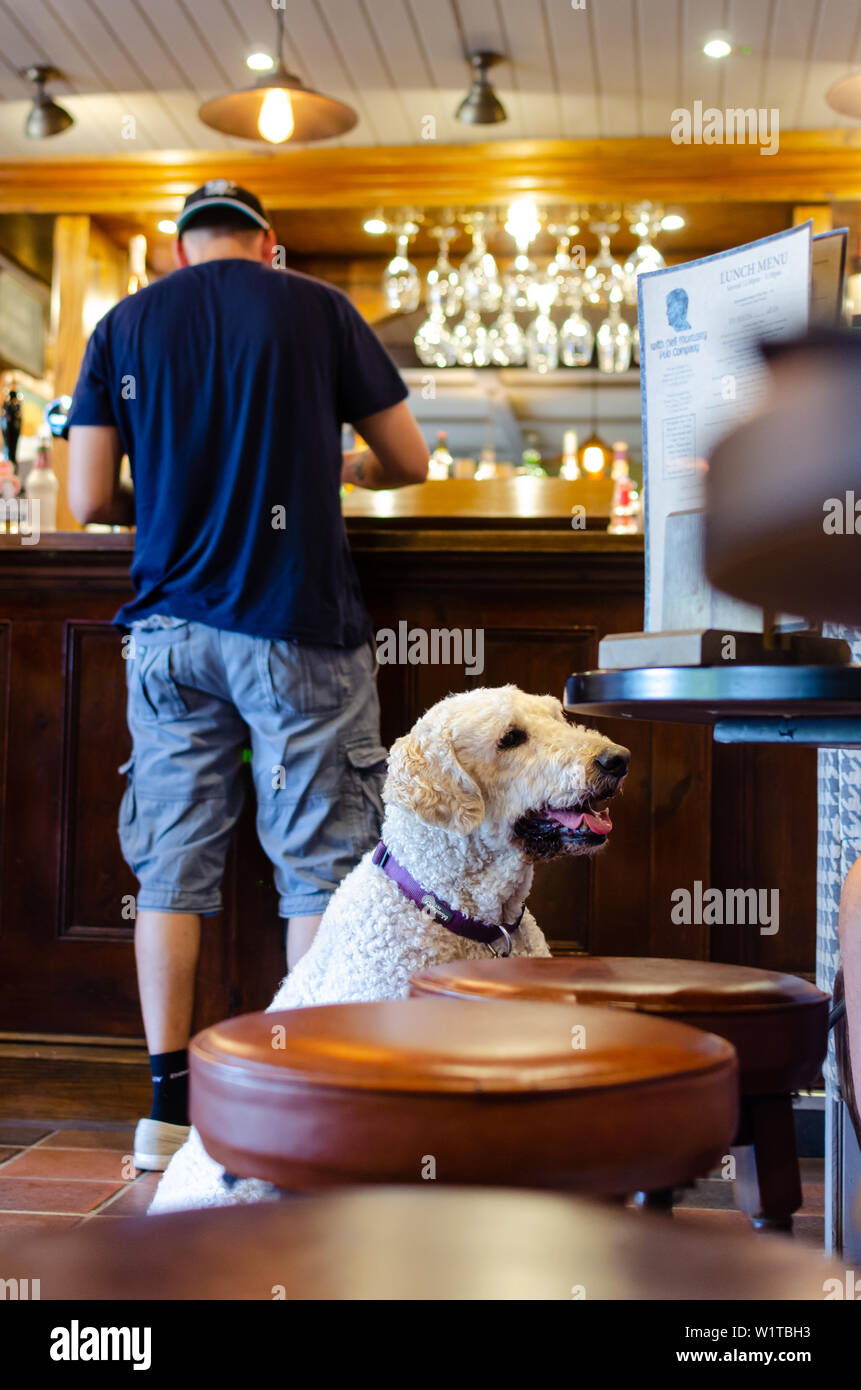 Hund in einem Pub "The Plume of Feathers" in Barlaston, Staffordshire. Es gibt Hunderte von Hund freundlichen Pubs in ganz Großbritannien. Stockfoto
