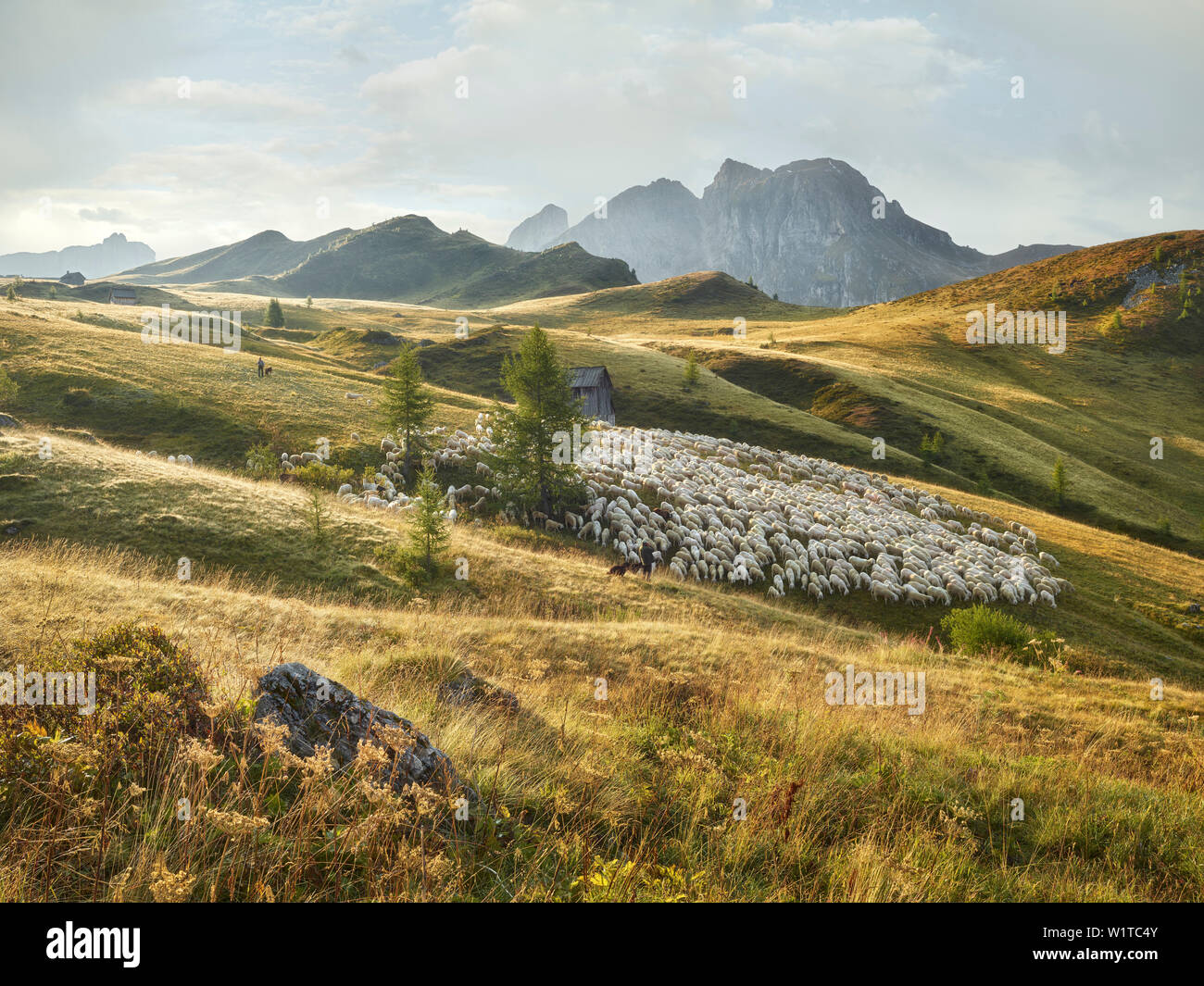 flock of sheep, shepherds, Passo di Giau, Veneto, Italy Stockfoto