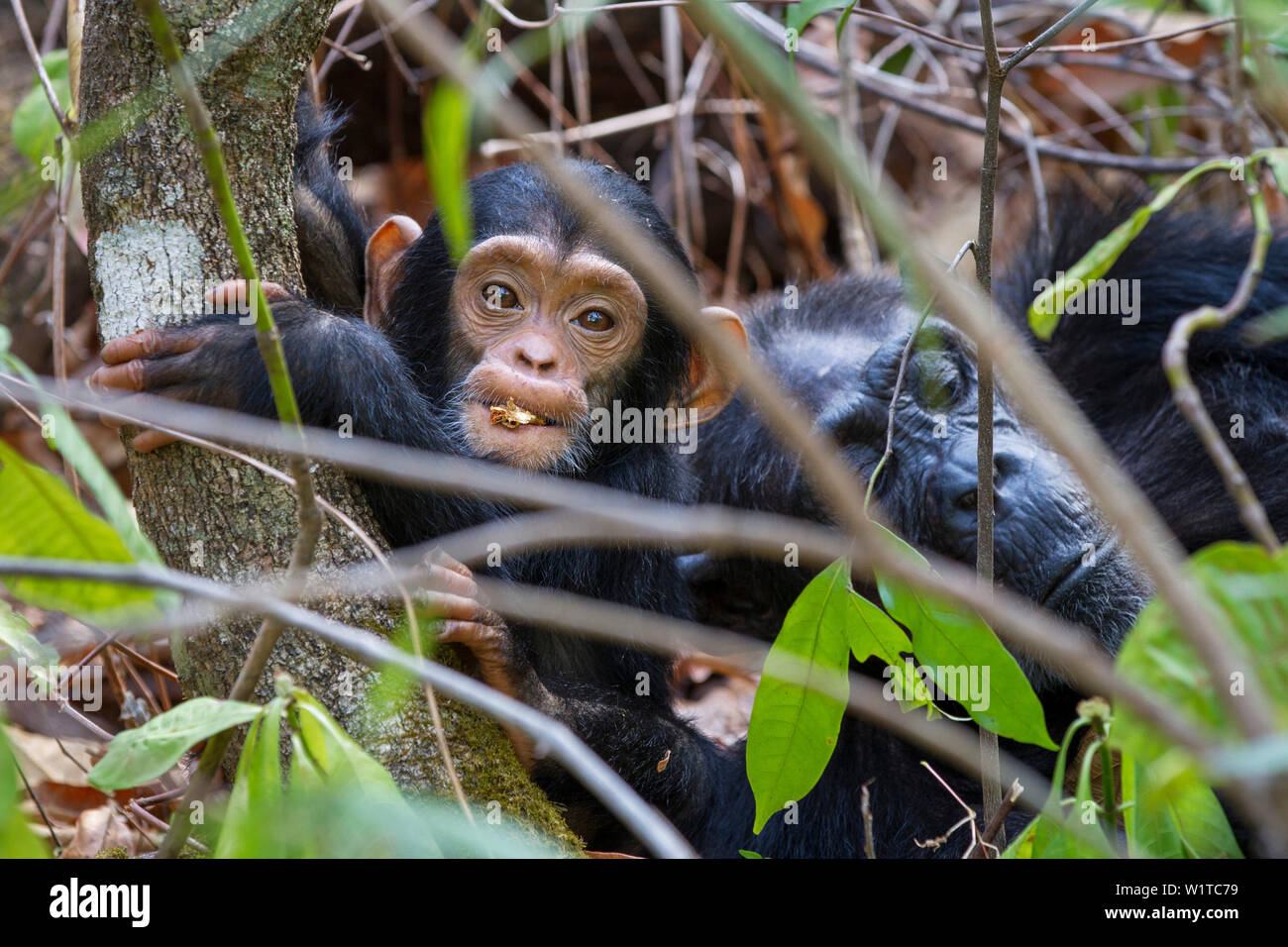 Schimpansen, Baby mit der Mutter, Pan troglodytes, Mahale Mountains National Park, Tansania, Ostafrika Stockfoto