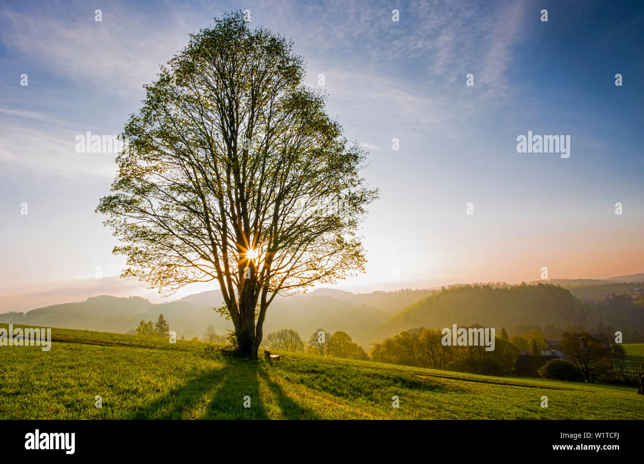 Einsamer Baum im Sunrise, Naturpark Frankenwald, Oberfranken, Bayern, Deutschland Stockfoto