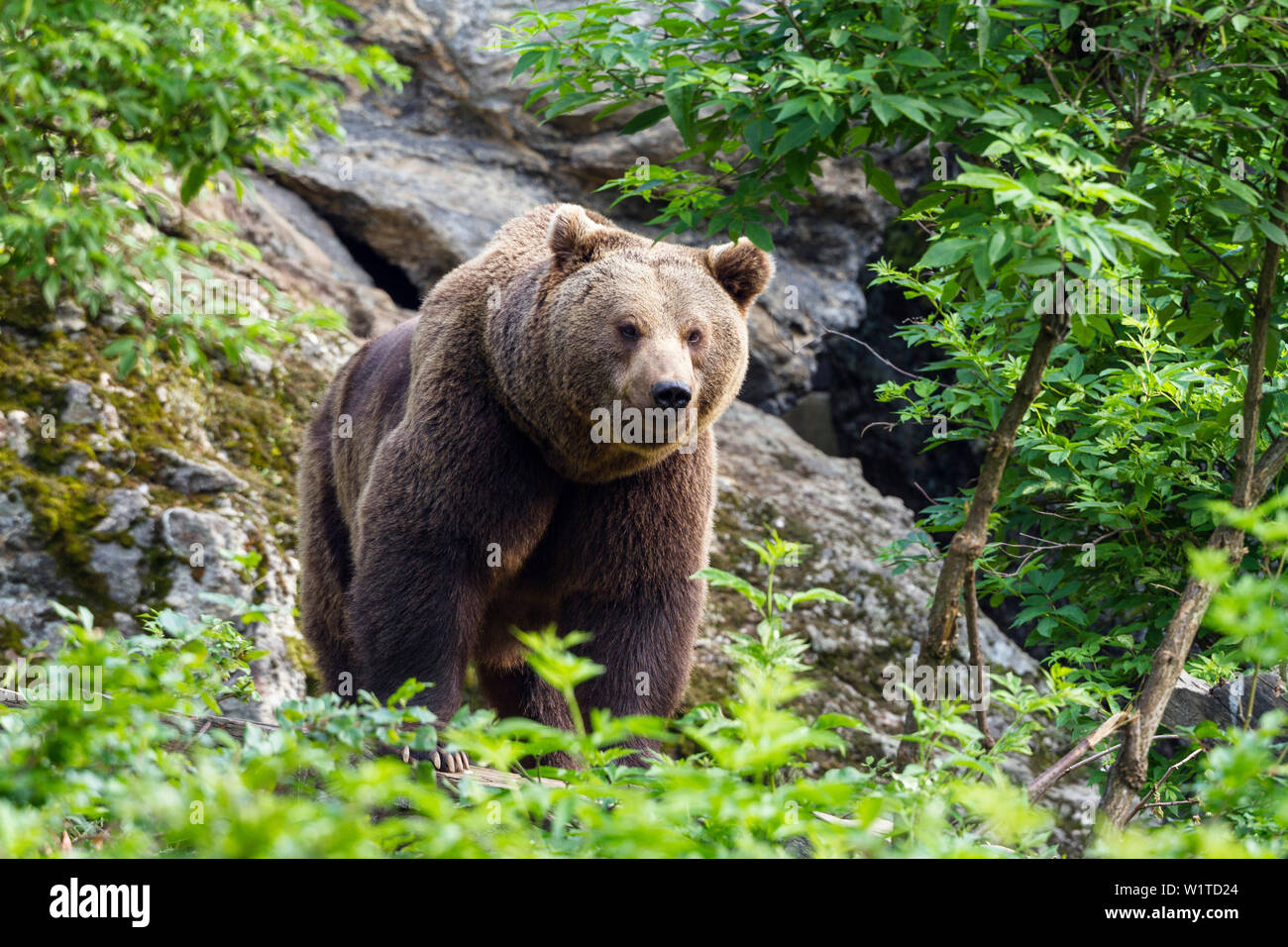 Braunbär, Ursus arctos, Nationalpark Bayerischer Wald, Bayern, Deutschland, Captive Stockfoto