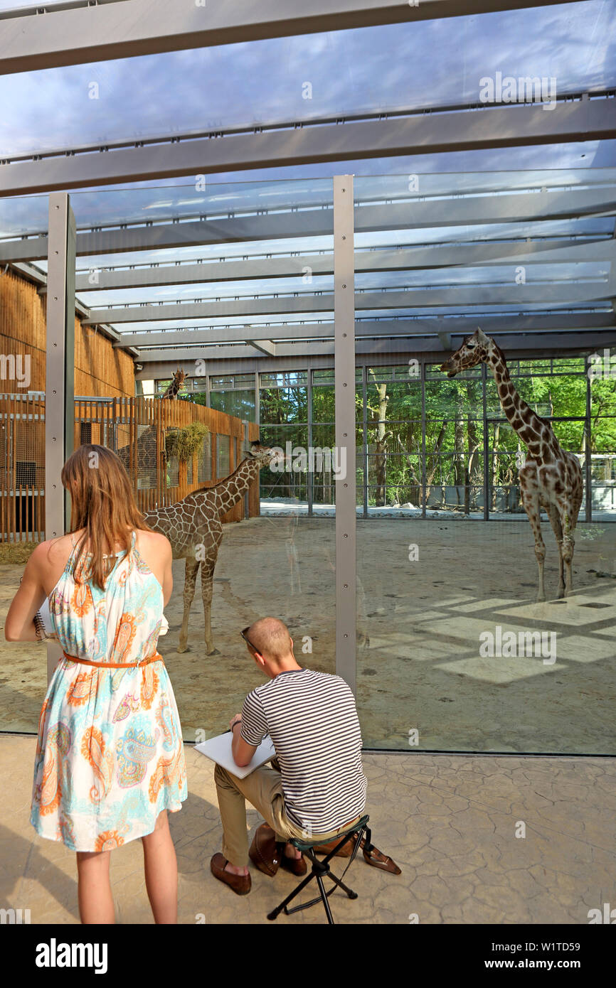Giraffe, Zoo Tierpark Hellabrunn, München, Bayern, Deutschland Stockfoto