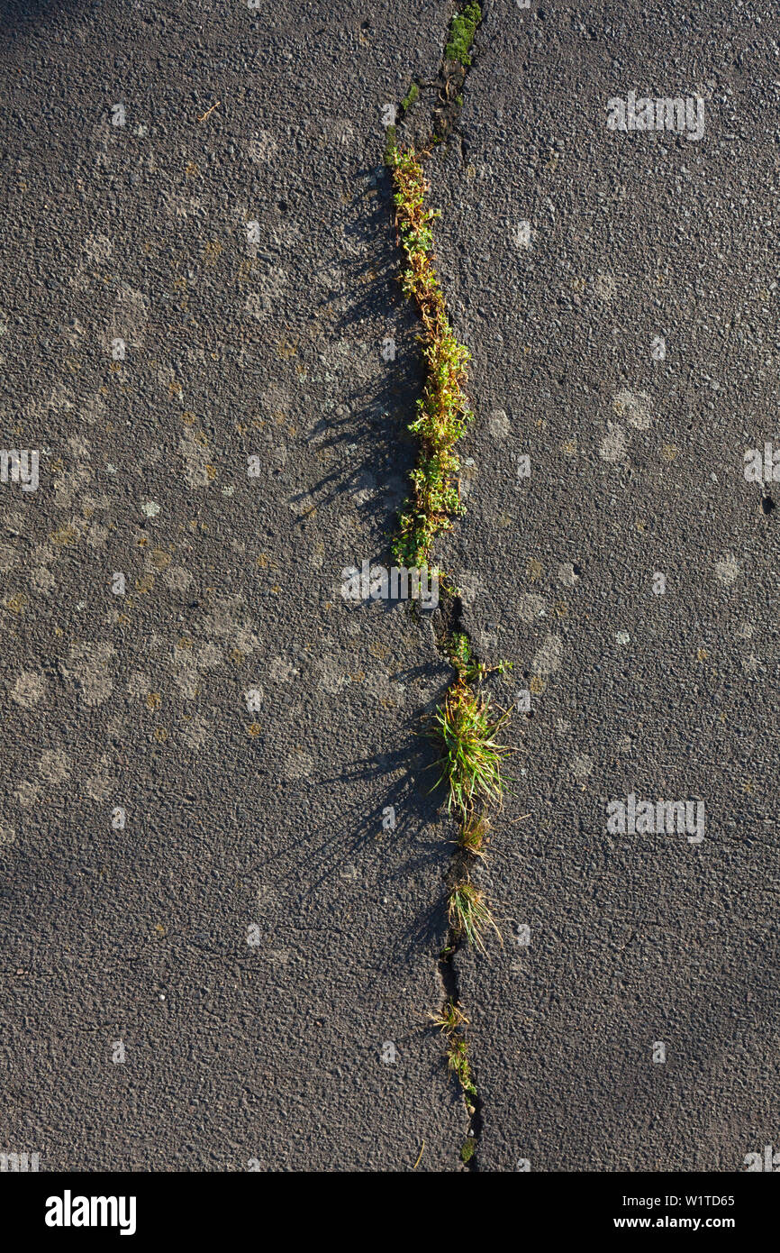 Gras wachsen durch einen Riss in der Asphaltdecke Stockfoto