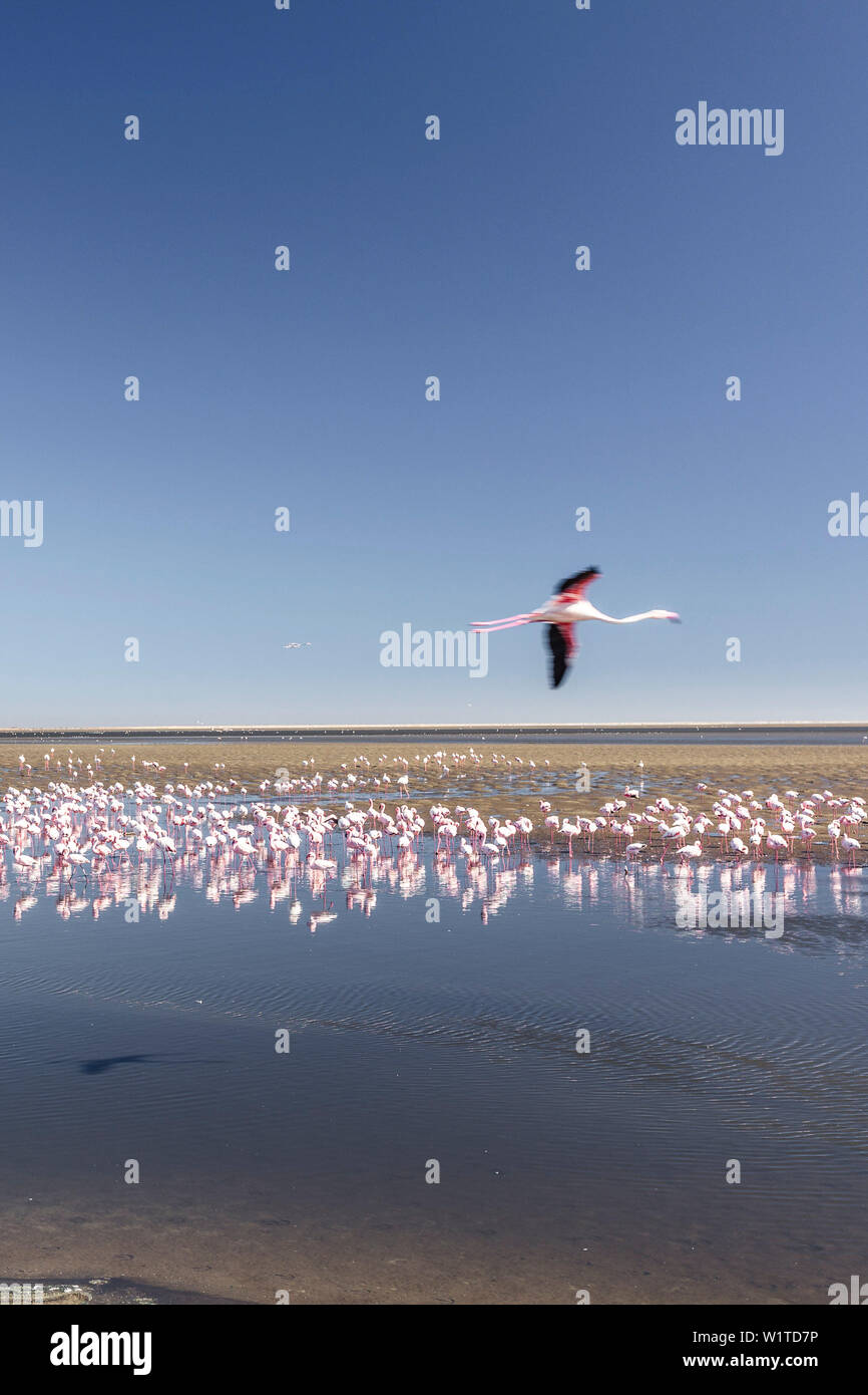 Flamingos in Walvis Bay, Atlantikküste, Namibia, Afrika. Stockfoto