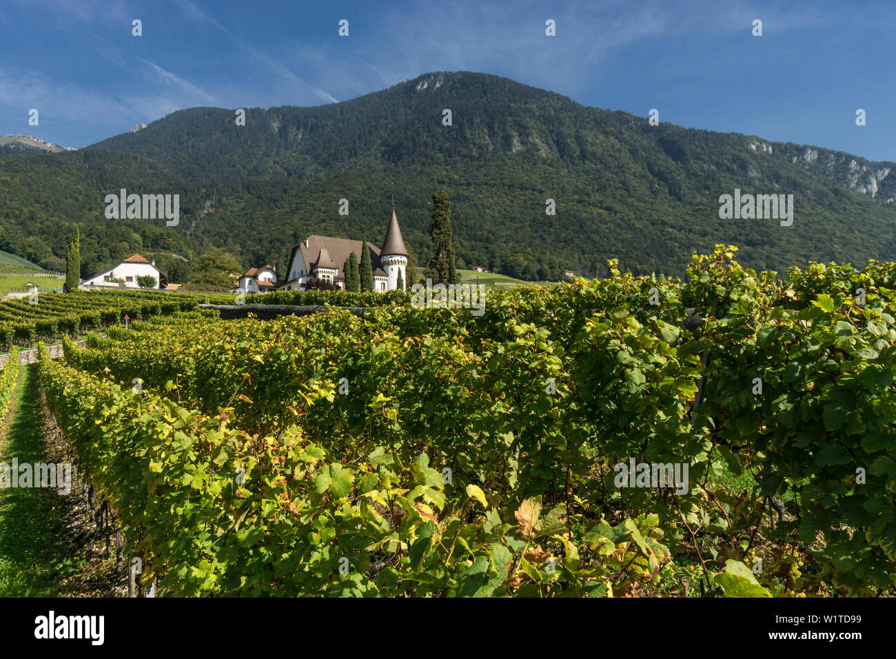 Chateau Maison Blanche, Weinberge, Yvorne, Lavaux, den Genfer See, die Schweizer Alpen, Schweiz Stockfoto