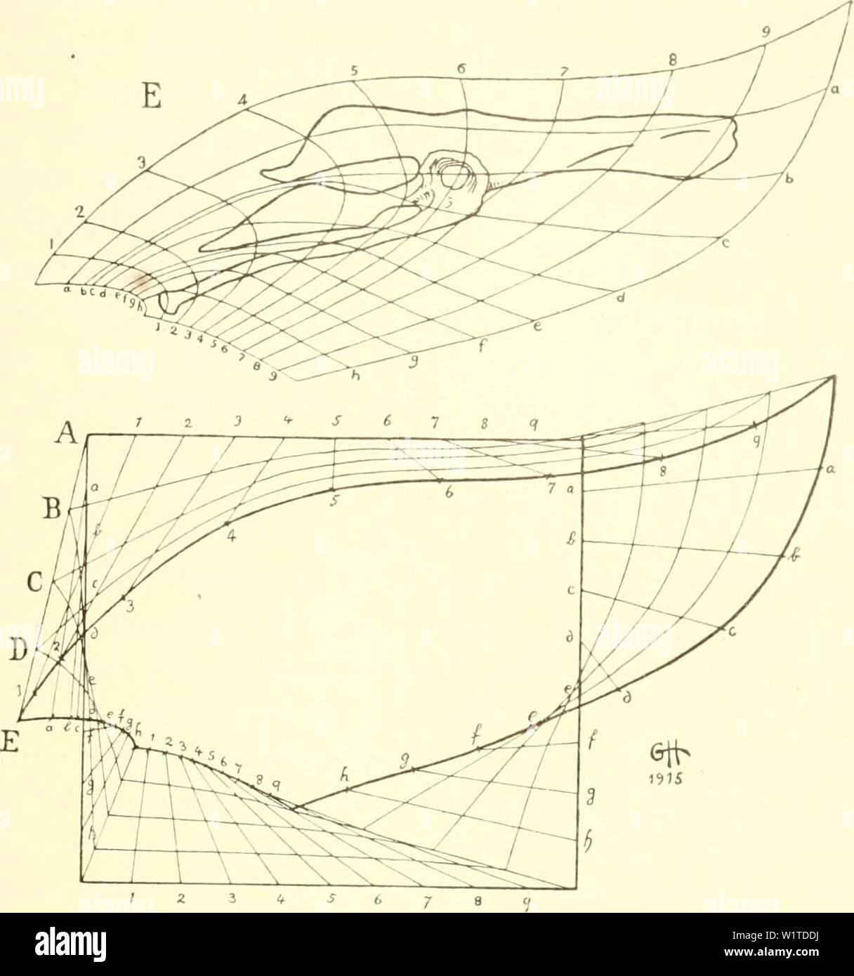 Archiv Bild ab Seite 474 von Dansk ornithologisk forenings Tidsskrift" (1907). Dansk ornithologisk forenings Tidsskrift" danskornithologi 910191416 dans Jahr: 1907 121 valgt nogle Faa, Männer de jaevne Overgange mellem Ein og H ses Hund tydeligt af Disse. Ved Siden af C er tegnet zu jordfundne Mesohip Kranier af-piis (M og M 1), og de stemmer ich saa höj Grad Genbildning overens med vor, an der er større naesten Forskel mellem M og M 1 indbyrdes Ende mellem Disse og C. Underkaeben af M har ikke nøjagtig den samme Form som i C, og den bagerste Del af Kindbuen ligger til Gengaeld højere Noget; er begge Dis Stockfoto