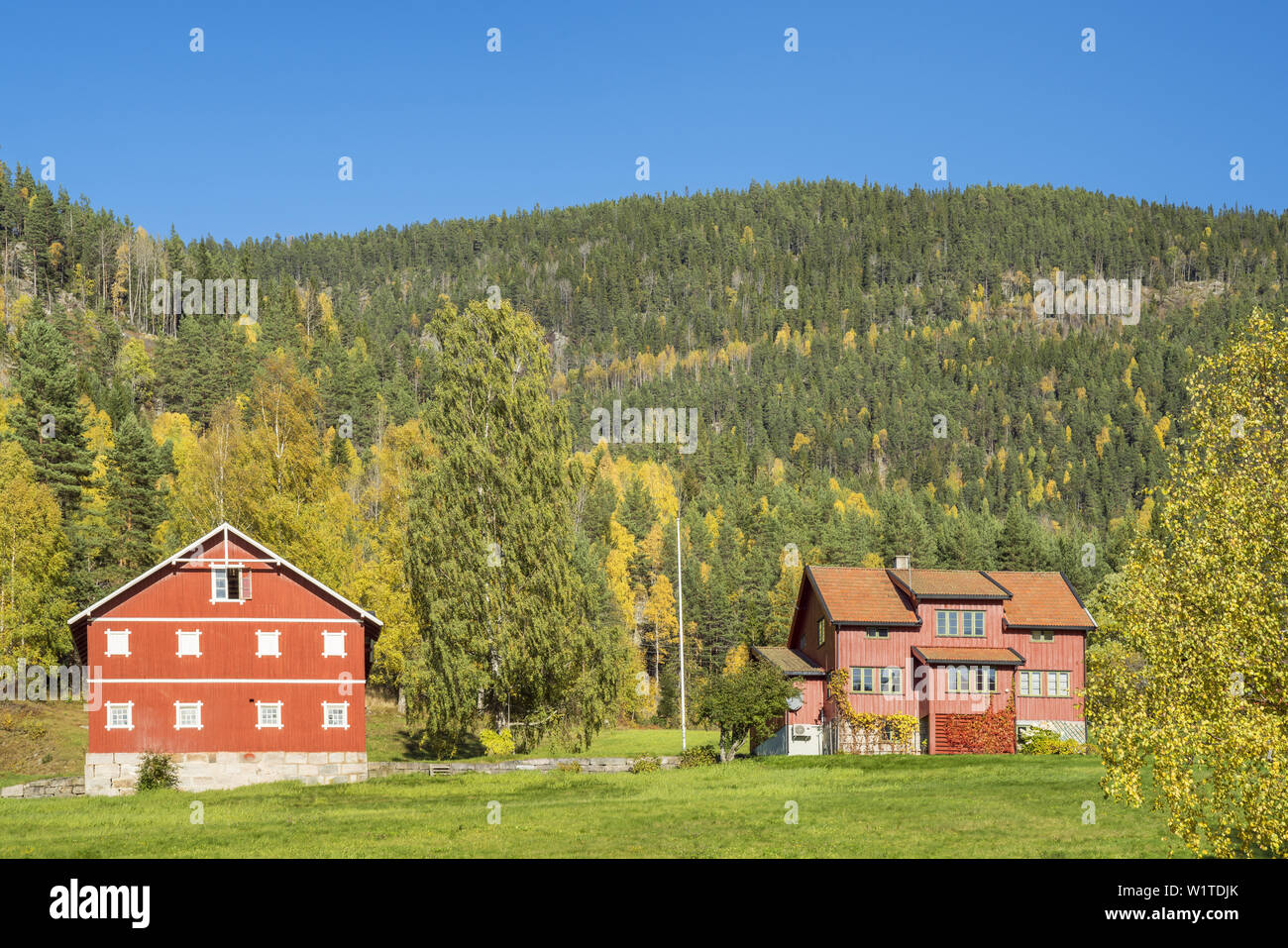 Bauernhof in der Nähe von Vrådal, Telemark, Østlandet, Südnorwegen, Norwegen, Skandinavien, Nordeuropa, Europa Stockfoto