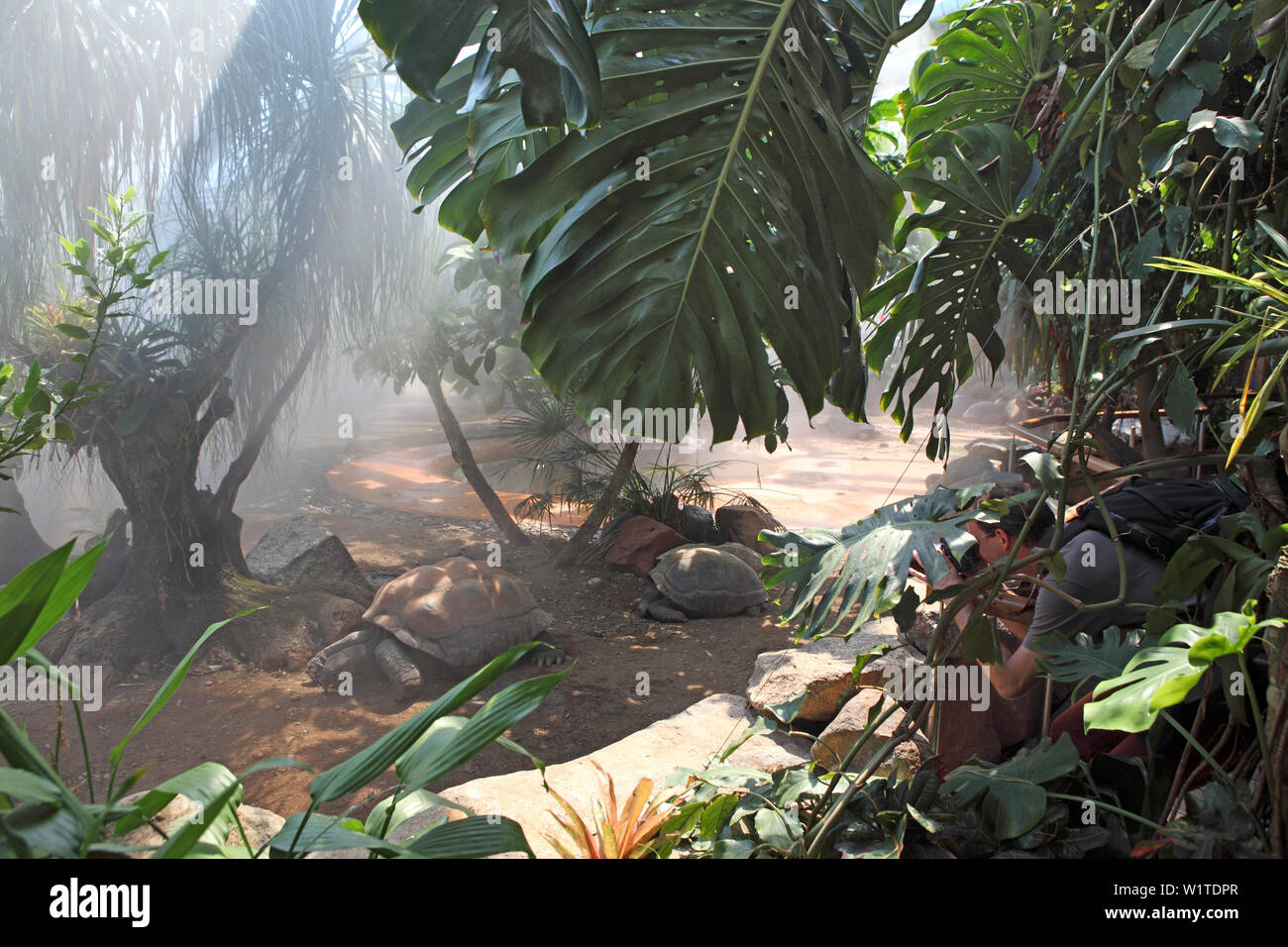 Schildkröten, Zoo, Tierpark Hellabrunn, München, Bayern, Deutschland Stockfoto