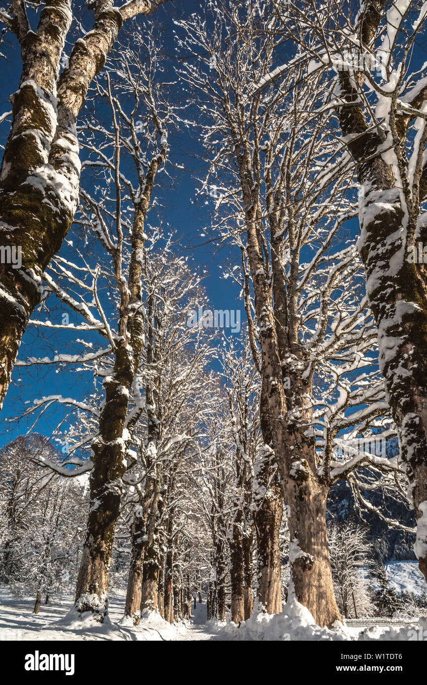 Deutschland, Bayern, Alpen, Oberallgaeu, Oberstdorf, Winterlandschaft, winter Urlaub, Winter wandern, Allee der Bäume im Winter Stockfoto