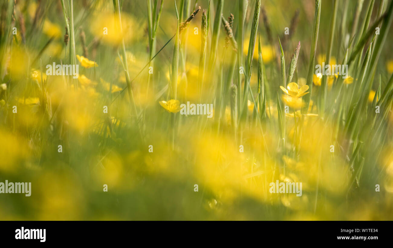 Sommer Wiese mit Wildblumen, Biosphärenreservat, Kulturlandschaft, Double Exposure, Spreewald, Brandenburg, Deutschland Stockfoto