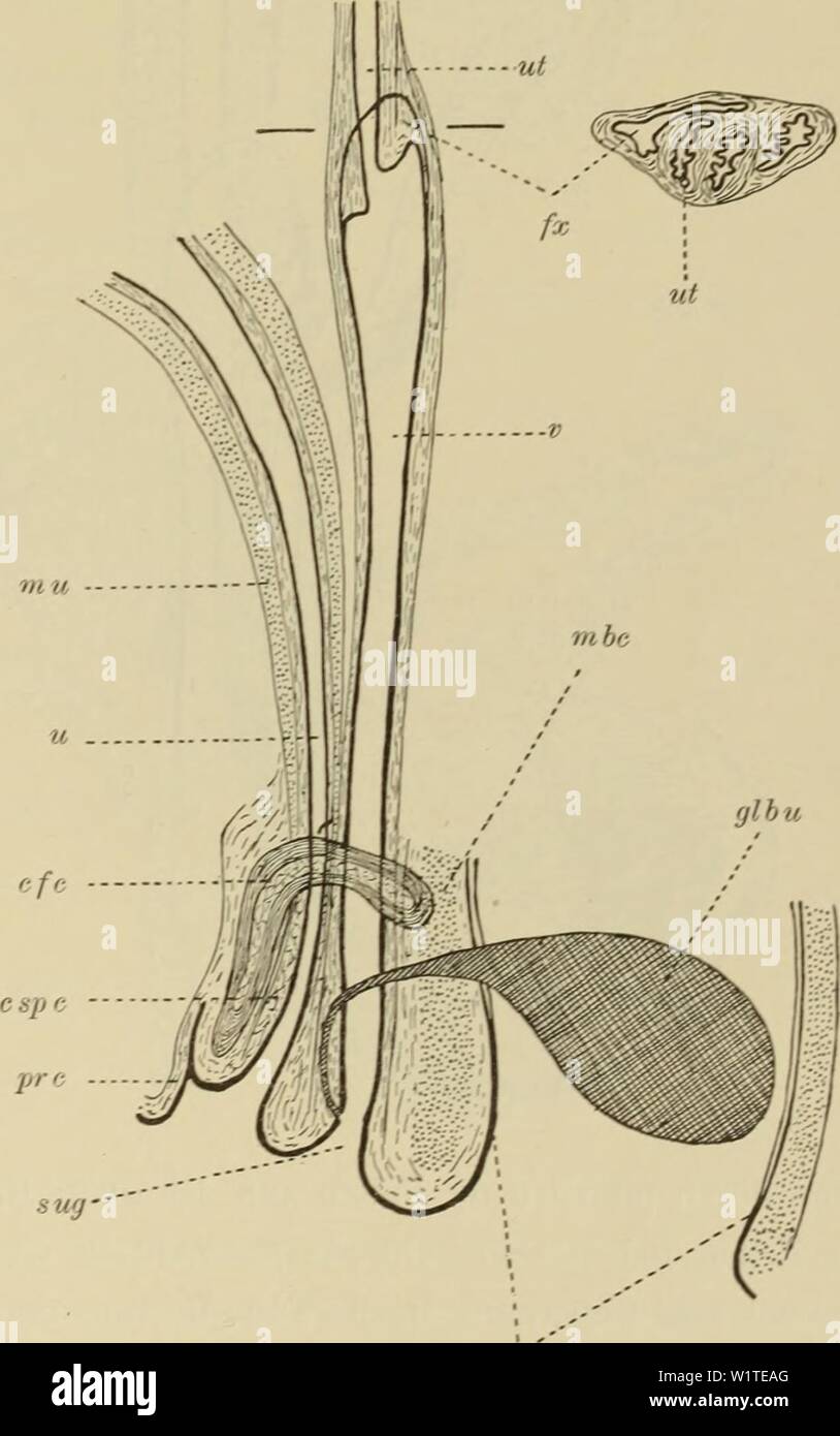 Archiv Bild ab Seite 476 der Denkschriften der Medicinisch-Naturwissenschaftlichen Gesellschaft zu. Denkschriften der Medicinisch-Naturwissenschaftlichen Gesellschaft zu Jena denkschriftender 15 medi Jahr: 1879 67 Neue BeitrÃ¤ge zur Kenntnis des Urogenitalsystems der SÃ¤Ugetiere. 439 sterben OberflÃ¤che der Eichel ist dicht mit kleinen Hornstacheln besetzt, sterben in Krypten der Haut - zurÃ¼ck gezogen erscheinen, bei vollstÃ¤ndiger BlutfÃ¼llung der Eichel aber wohl die OberflÃ¤che hervortreten. Ein Urethralblindsack ist nur in rudimentÃ¤rer Form vorhanden. Sterben groÃen Helengeli putialdrÃ¼sen (Taf. XXVIII, Stockfoto