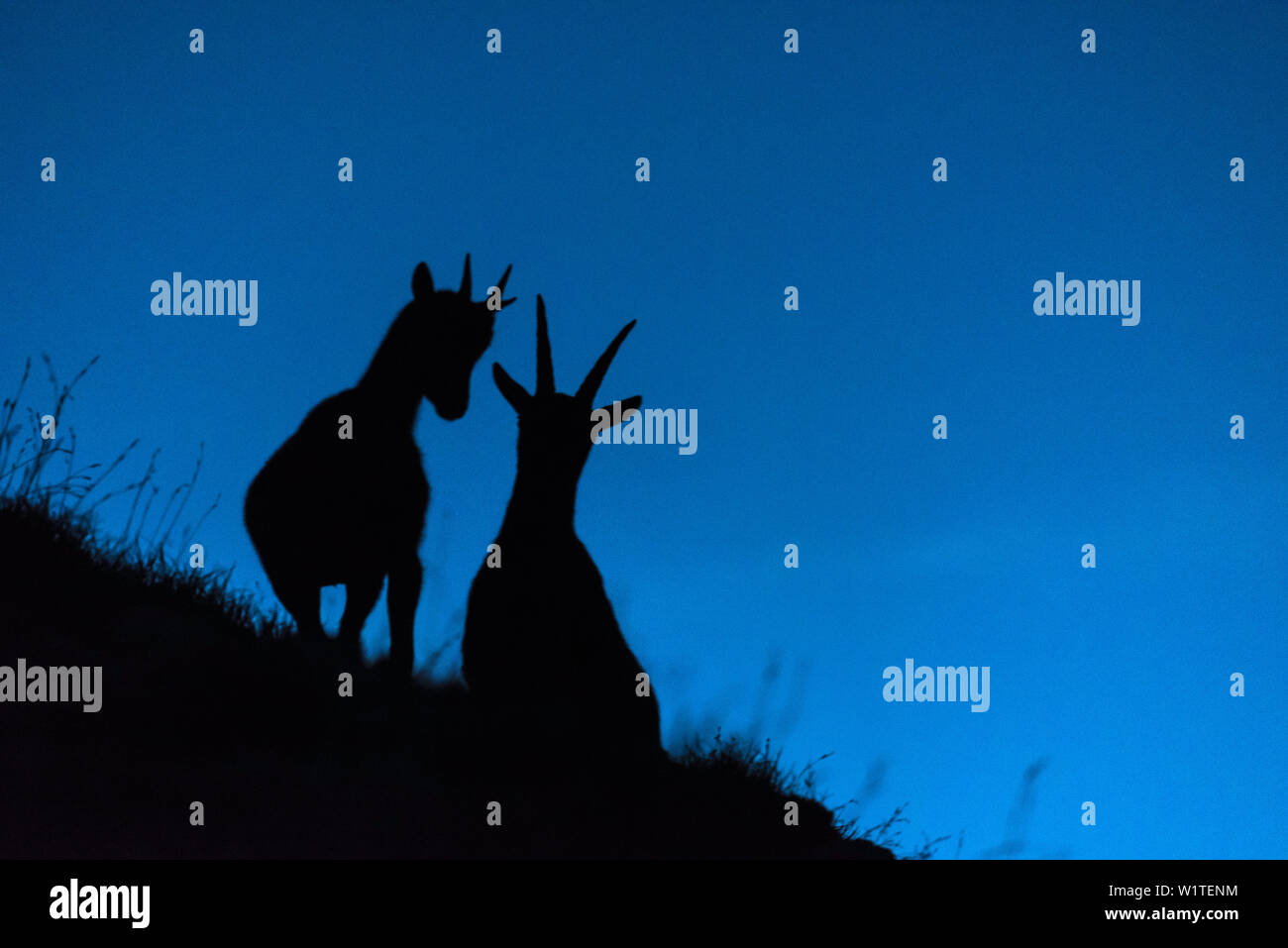 Dawn, berg, berge, Landschaft, Steinbock Silhouette am Morgen, Steinböcke, Alpen, Allgäu, Bayern, Deutschland Stockfoto